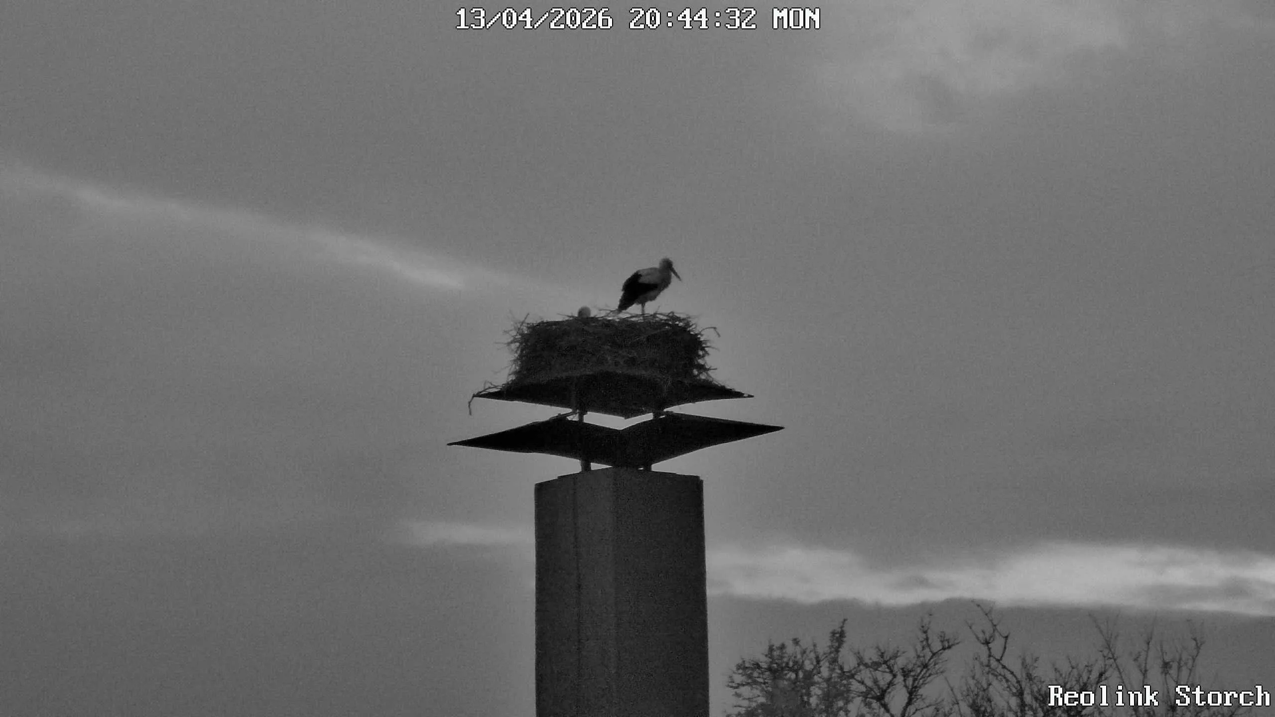 Storchencam Bild