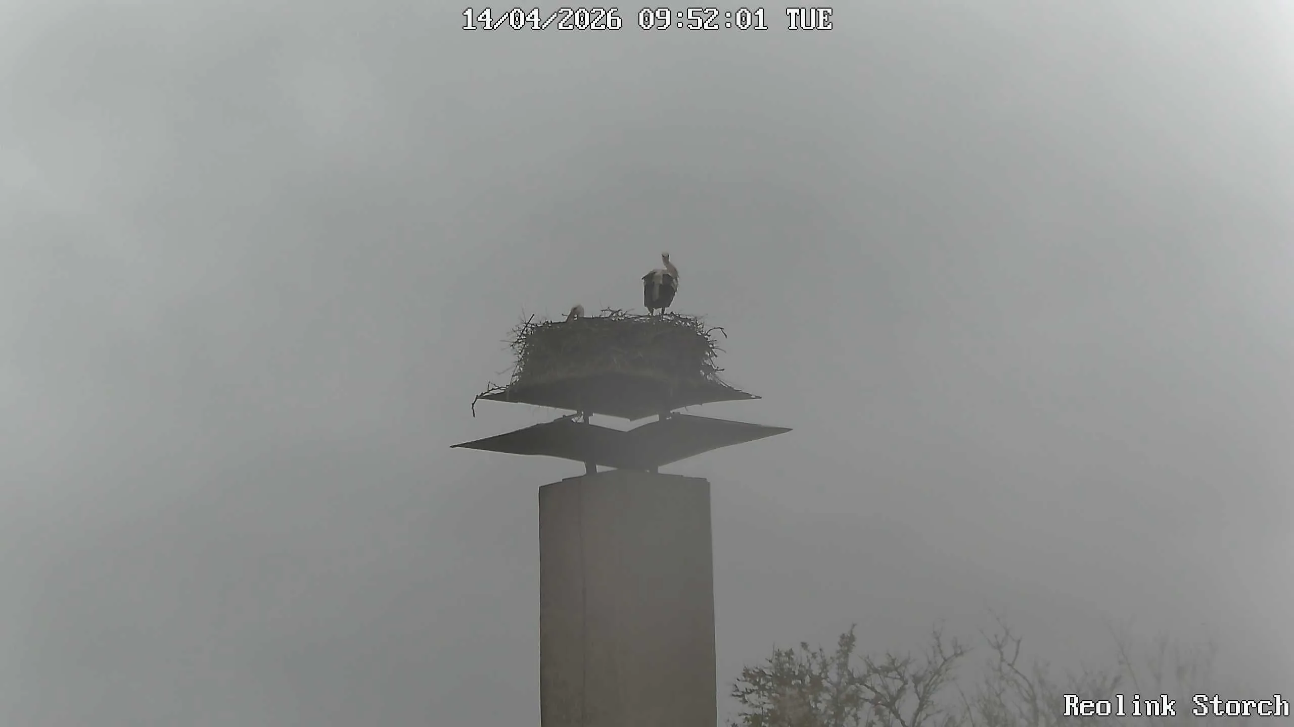 Storchencam Bild