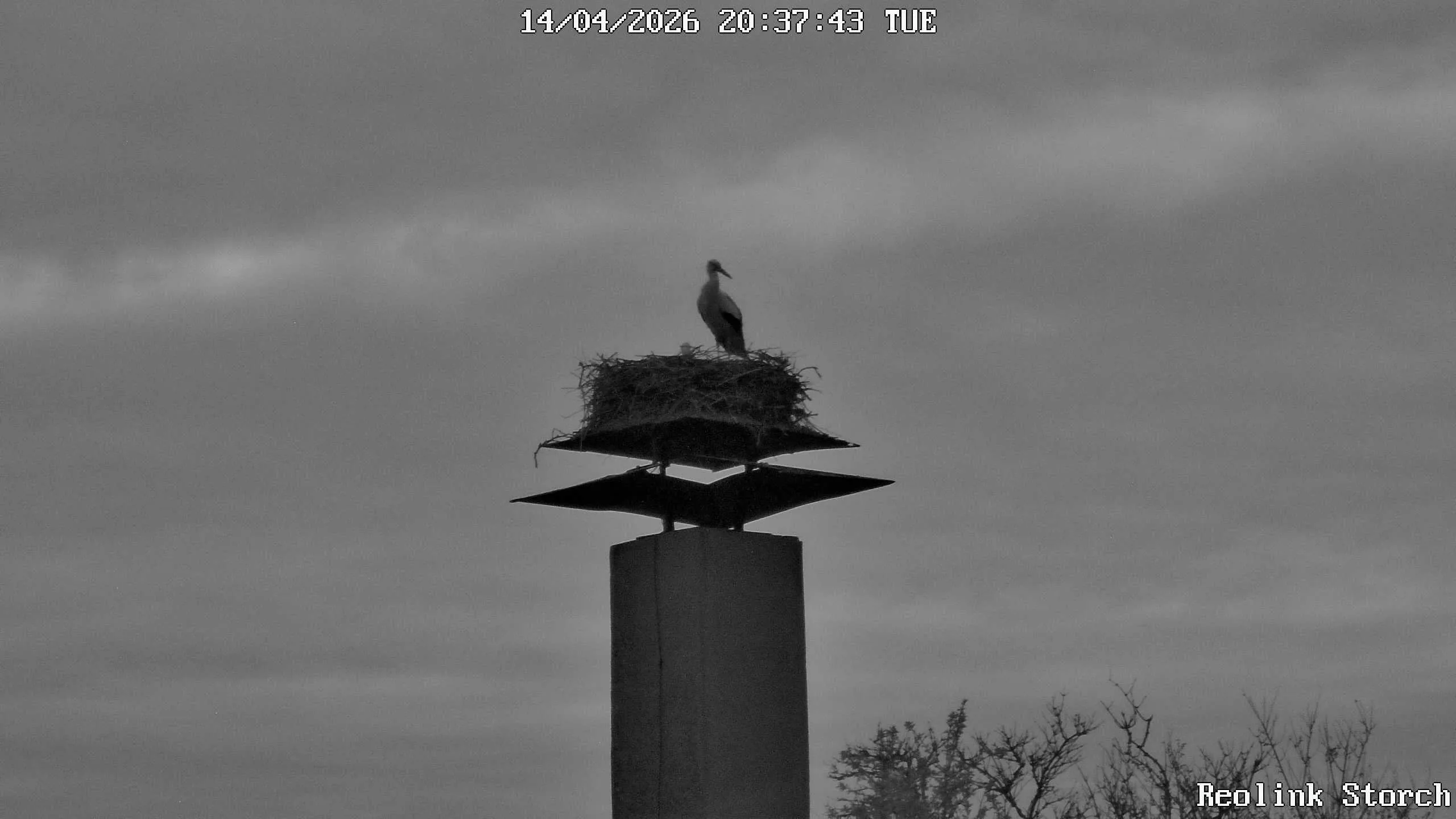 Storchencam Bild