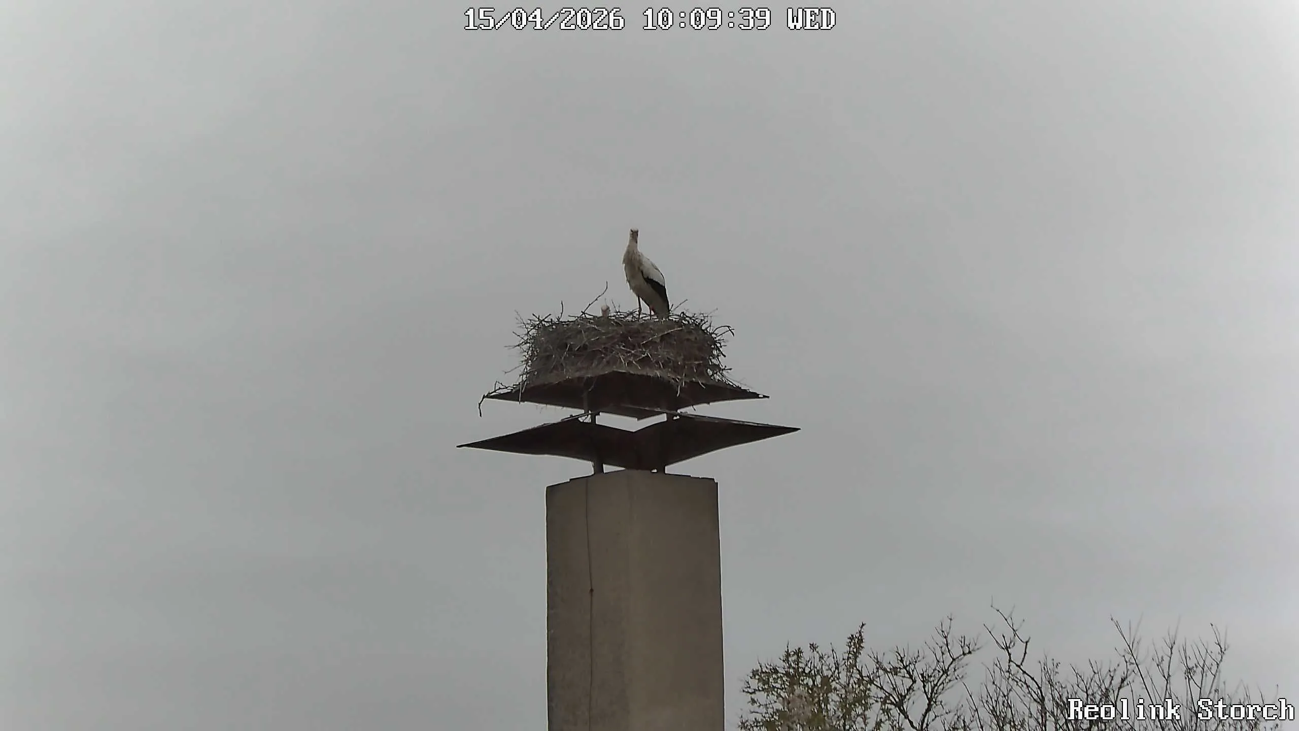 Storchencam Bild