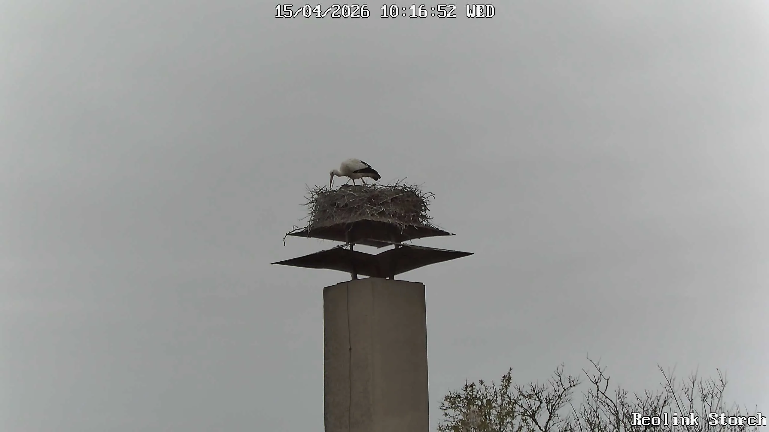 Storchencam Bild