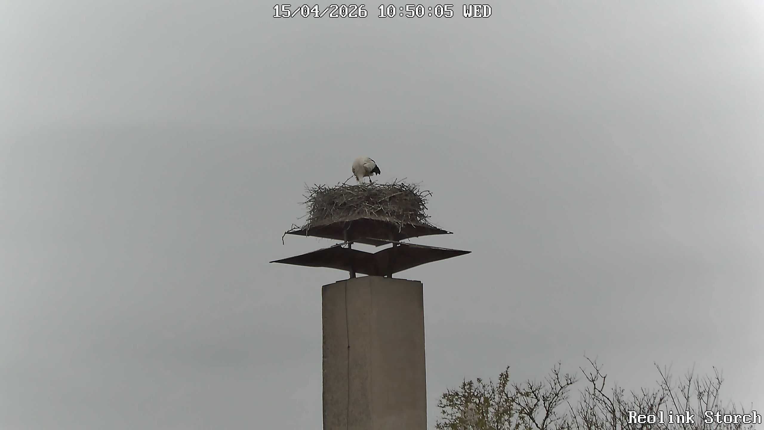 Storchencam Bild