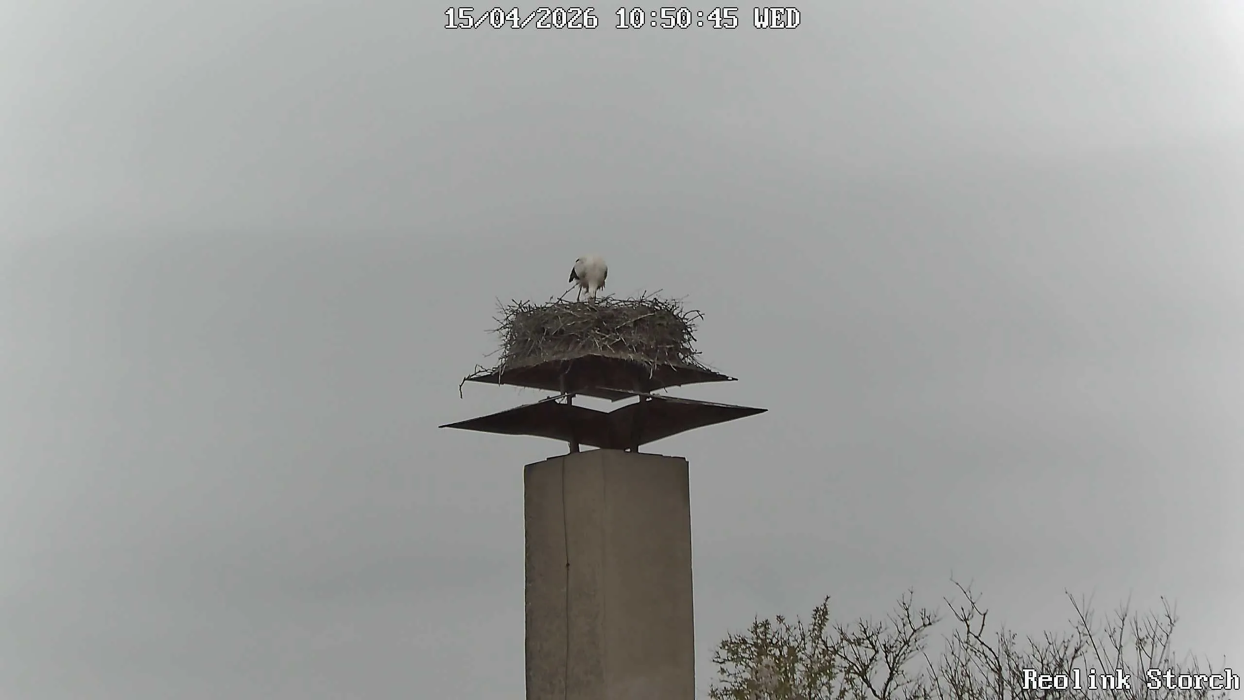 Storchencam Bild