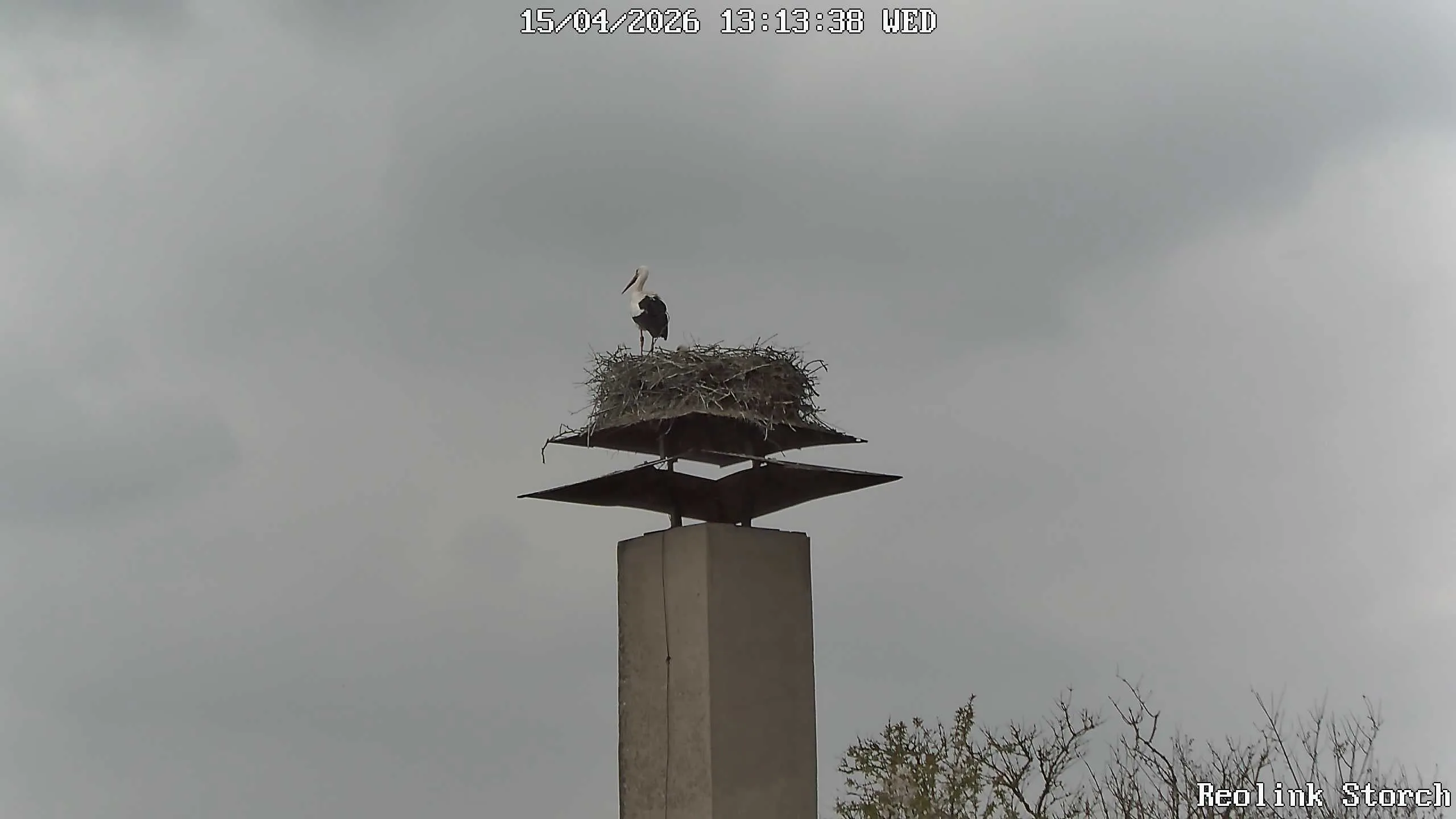 Storchencam Bild