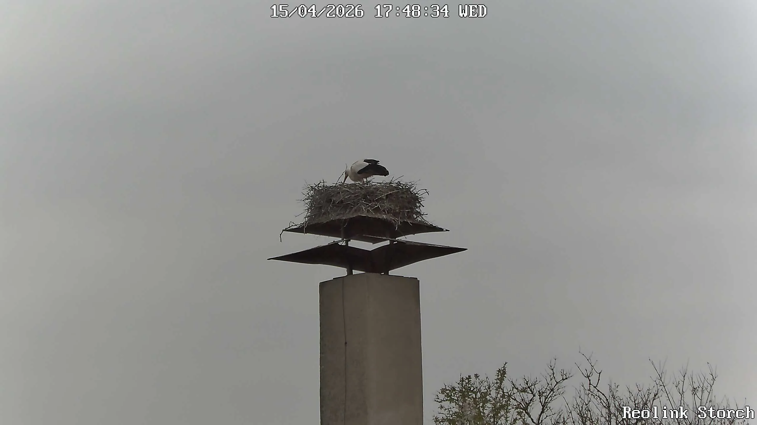 Storchencam Bild