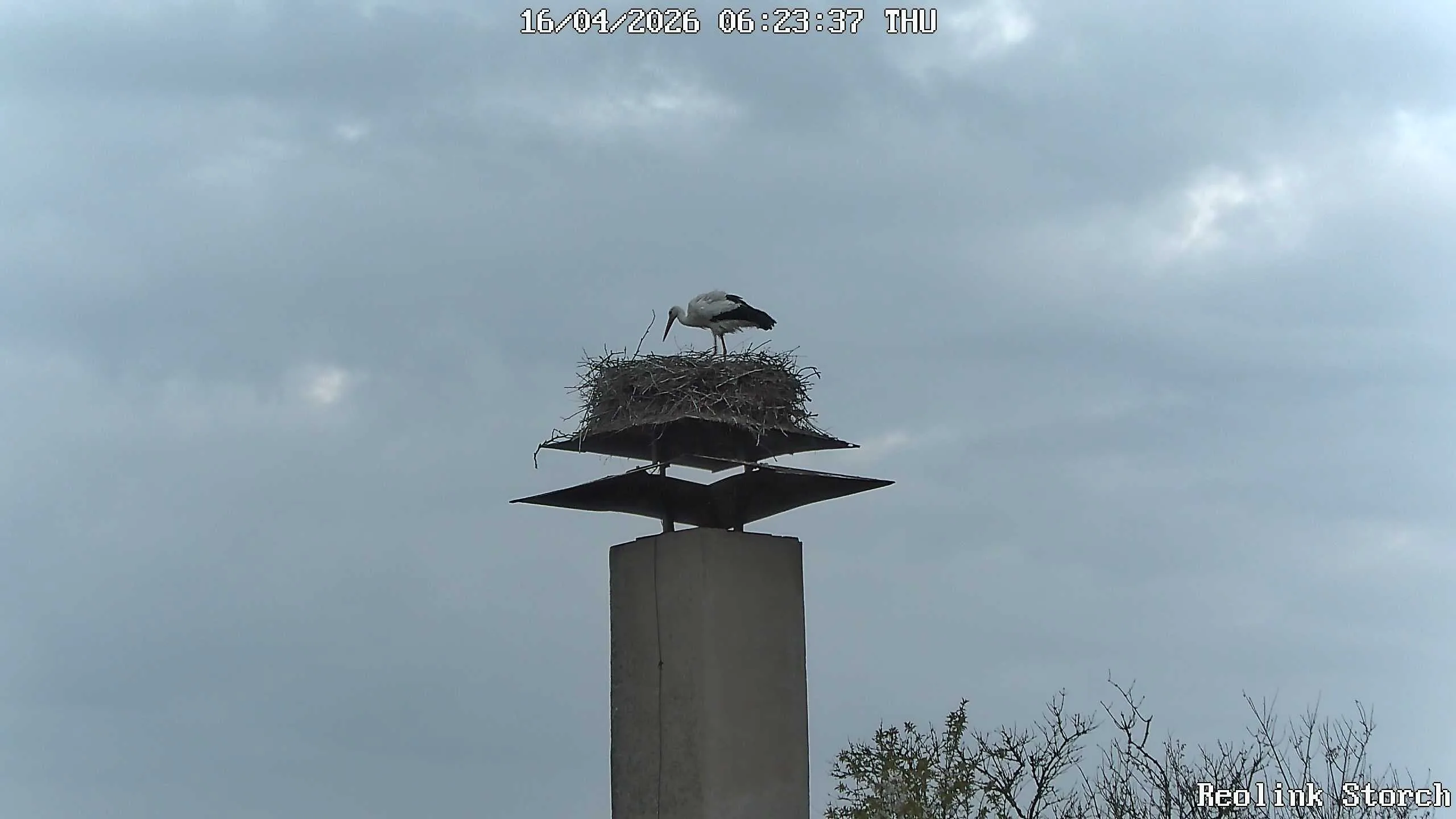 Storchencam Bild