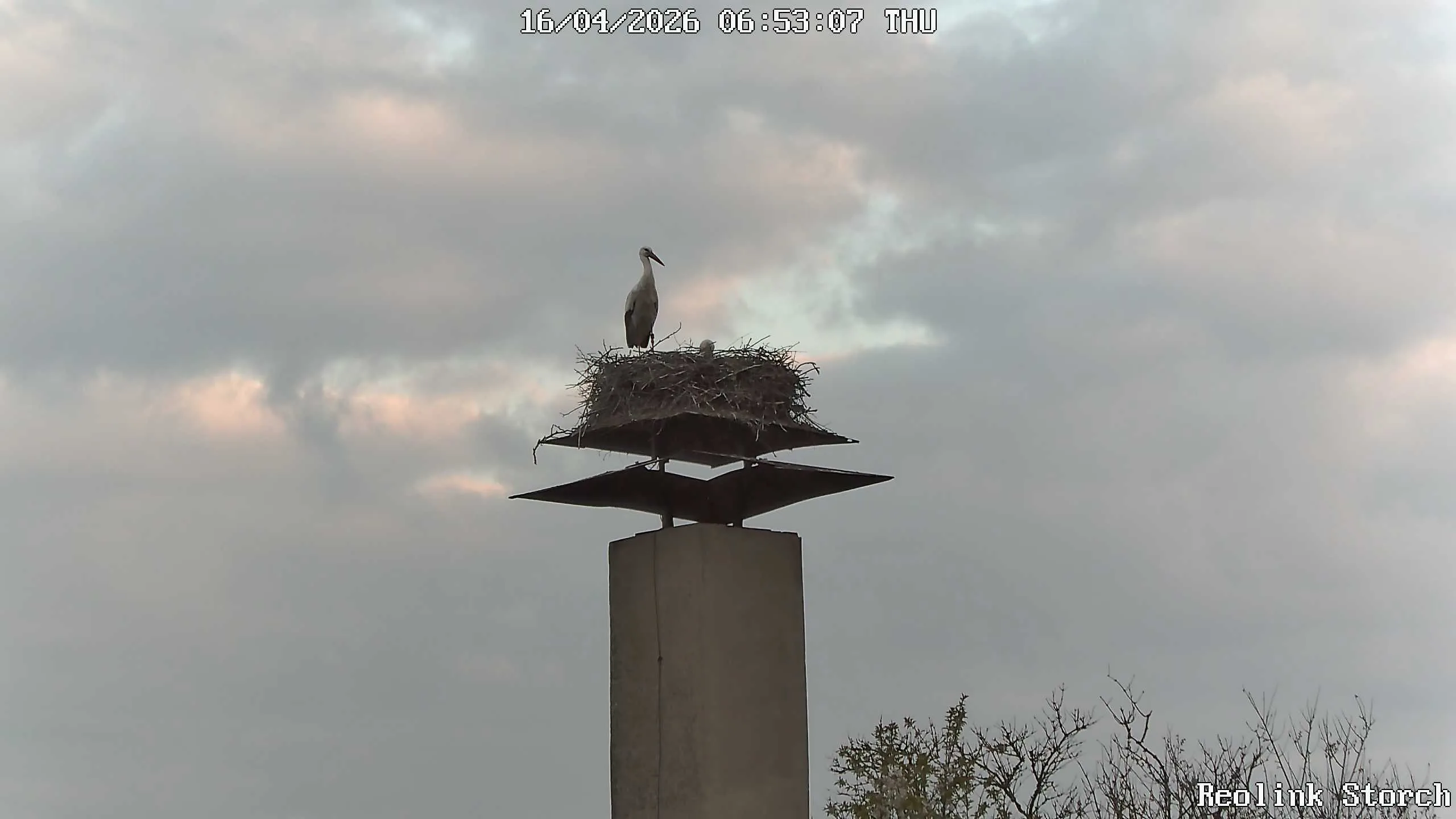 Storchencam Bild