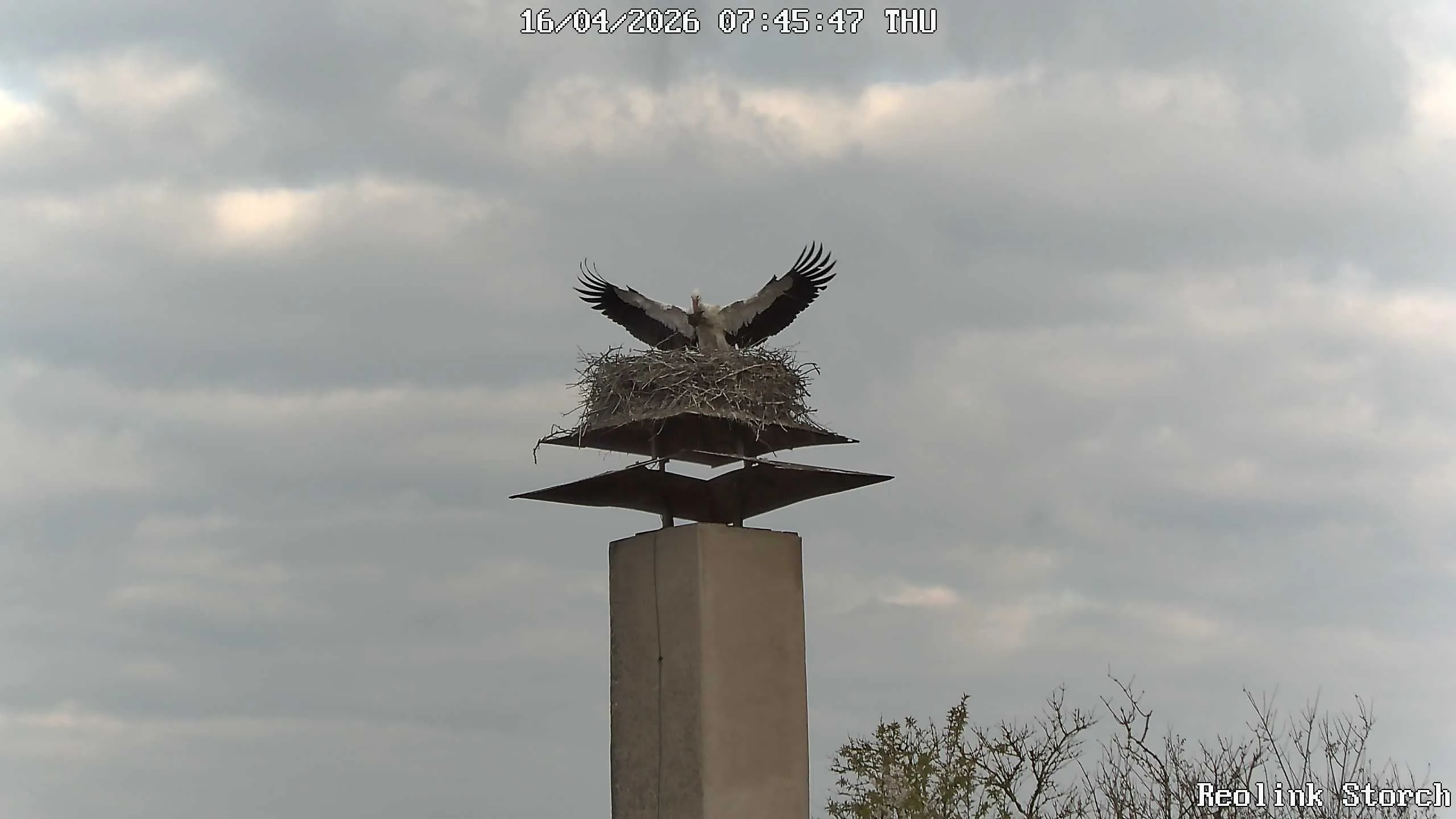 Storchencam Bild