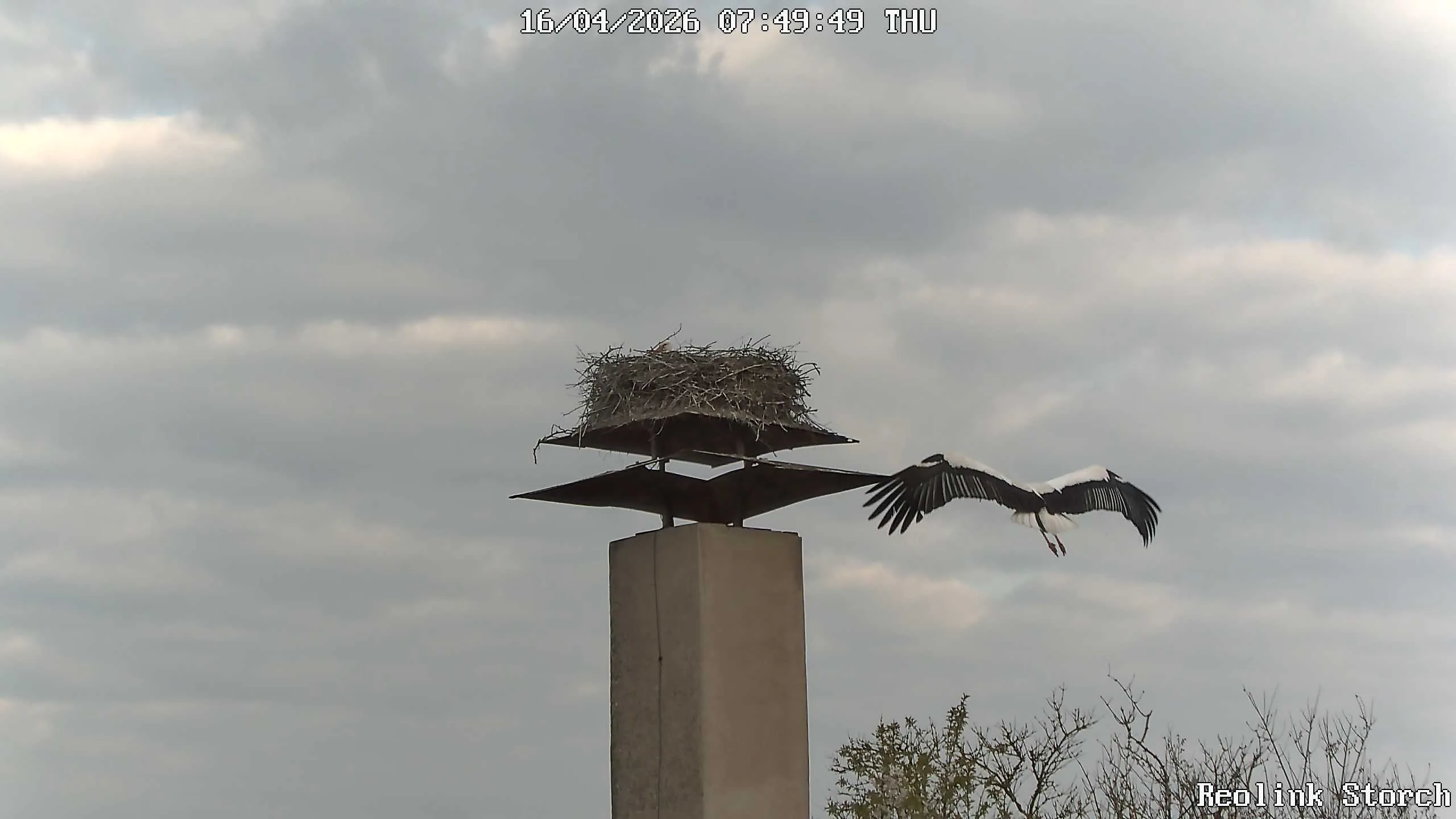 Storchencam Bild