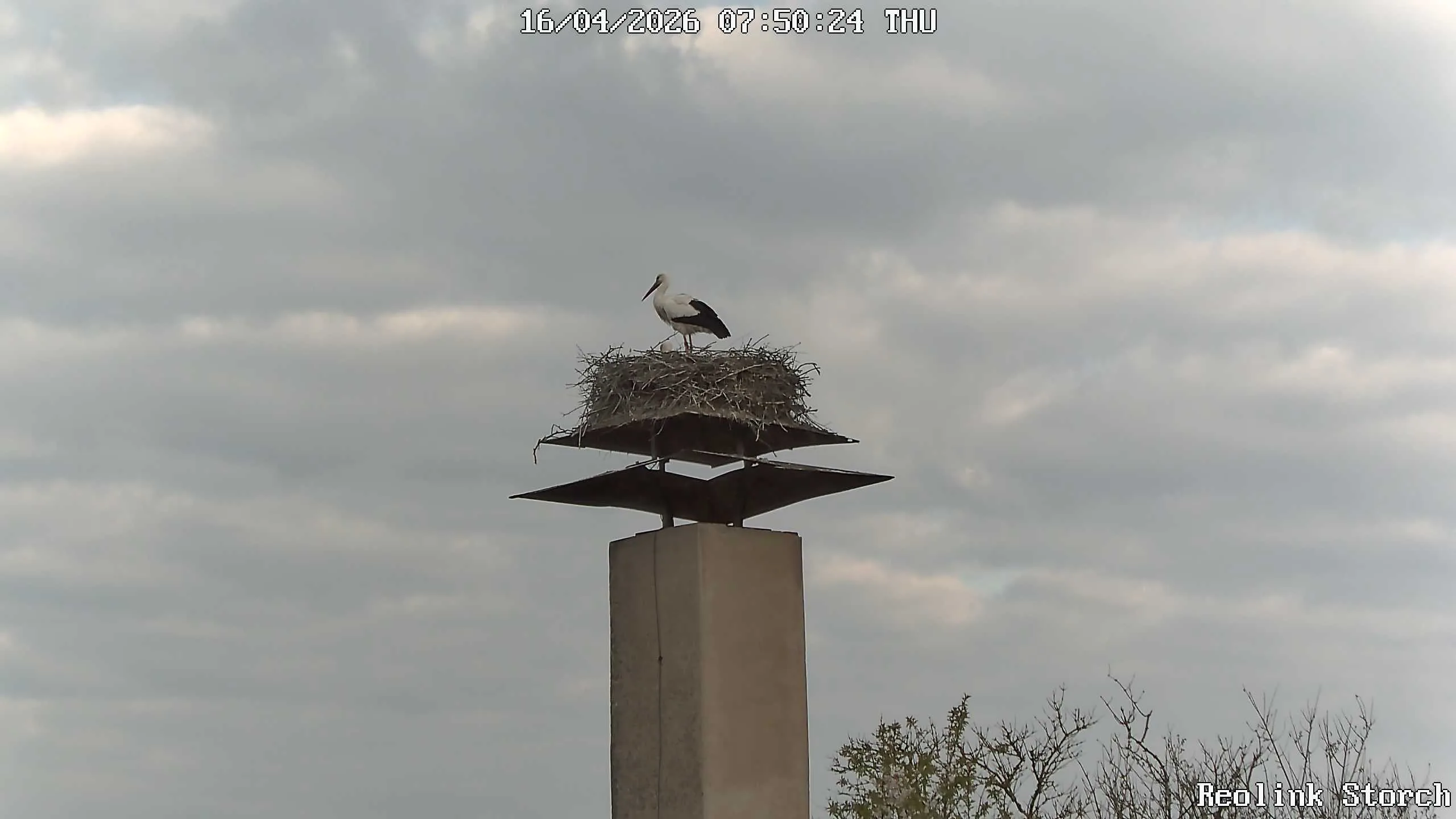 Storchencam Bild