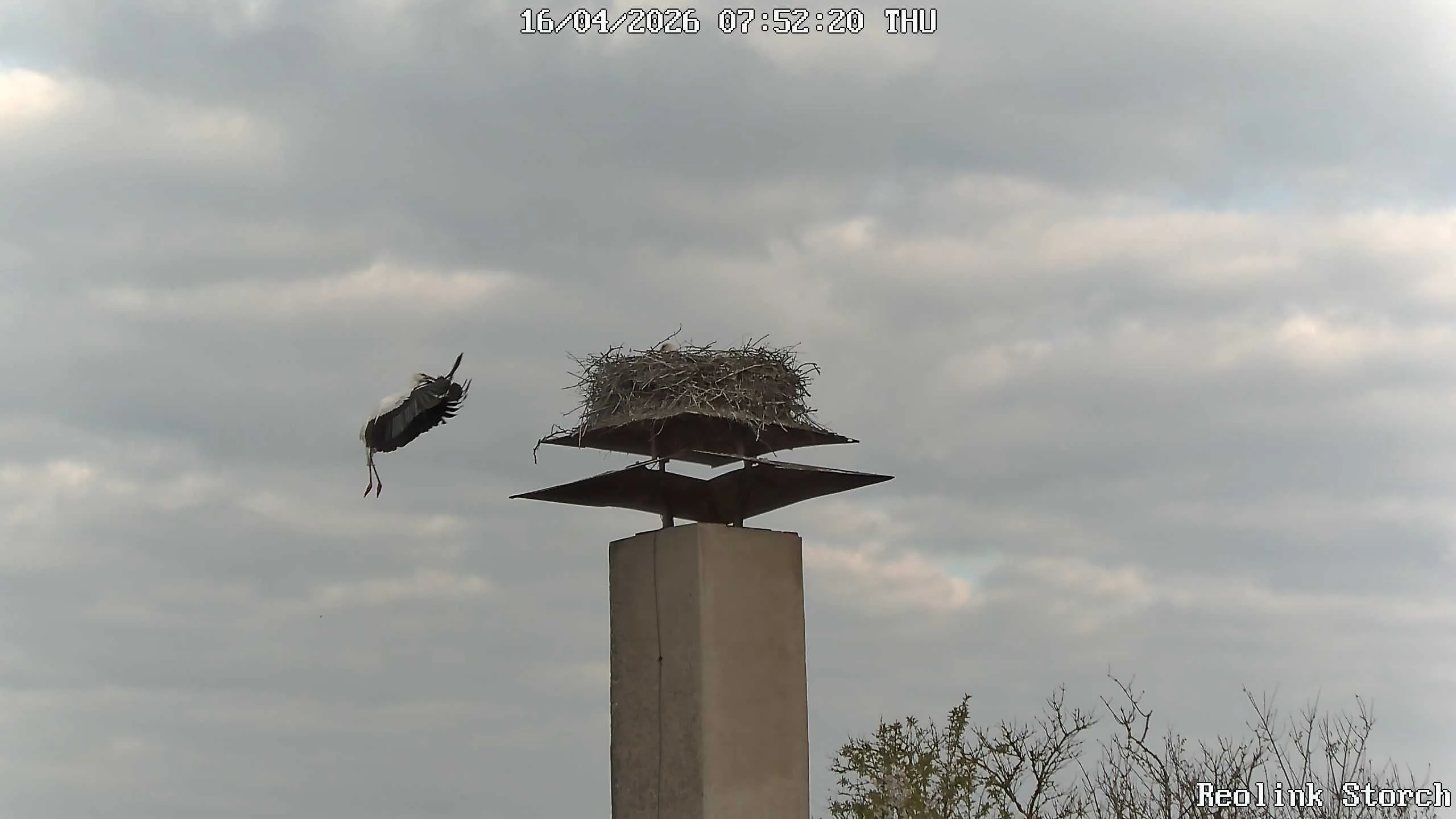 Storchencam Bild