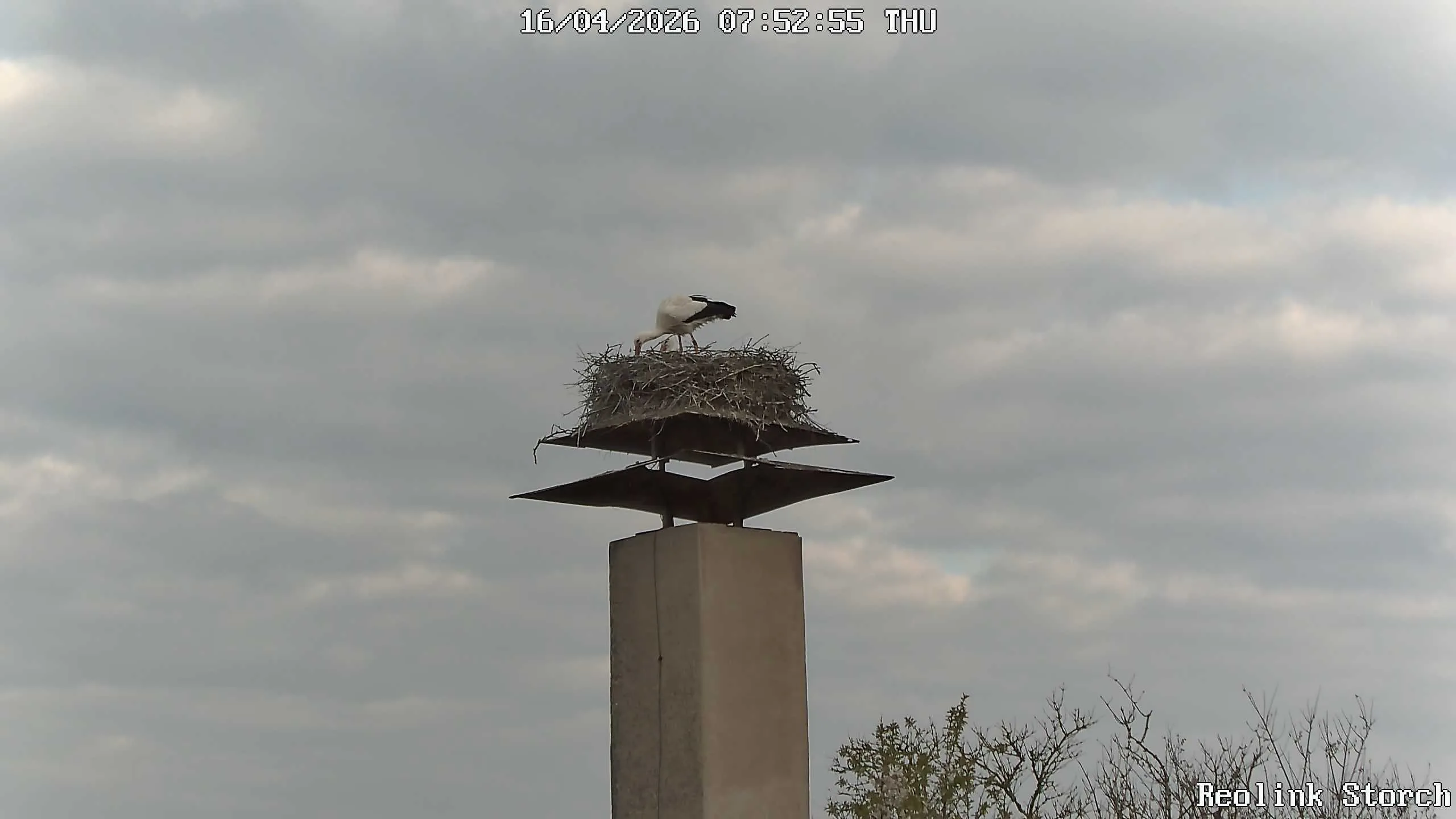 Storchencam Bild