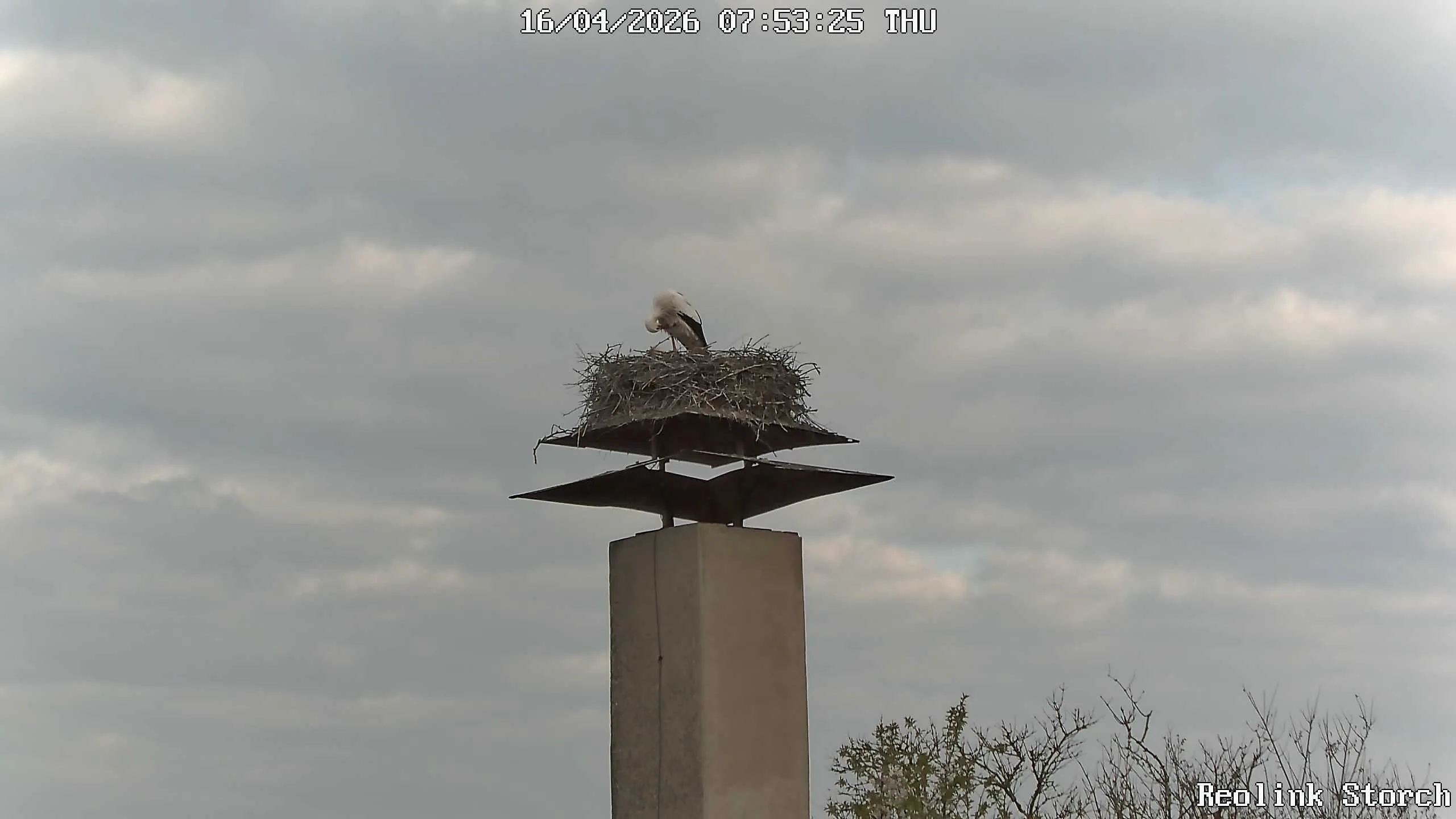 Storchencam Bild