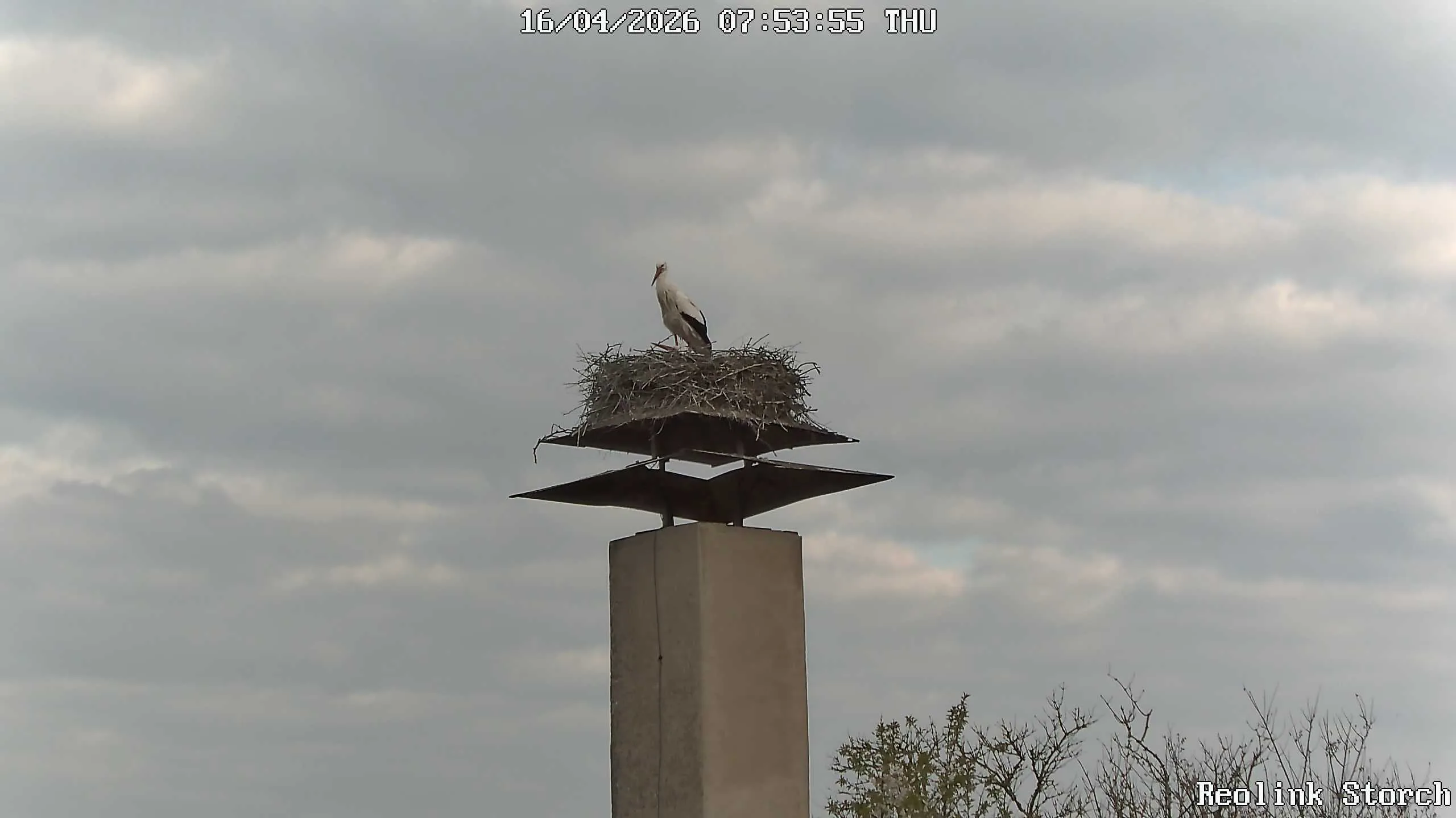 Storchencam Bild