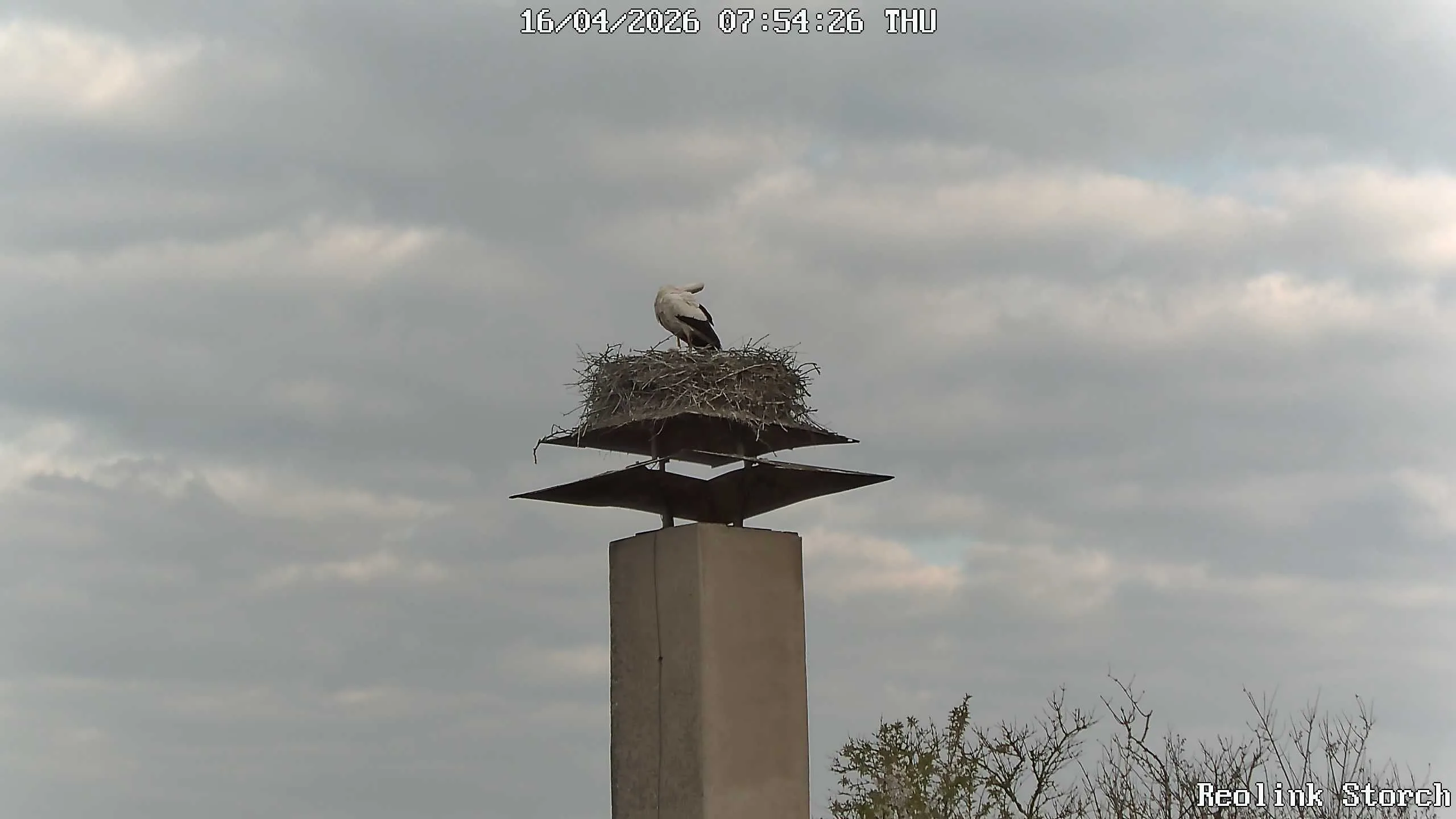 Storchencam Bild