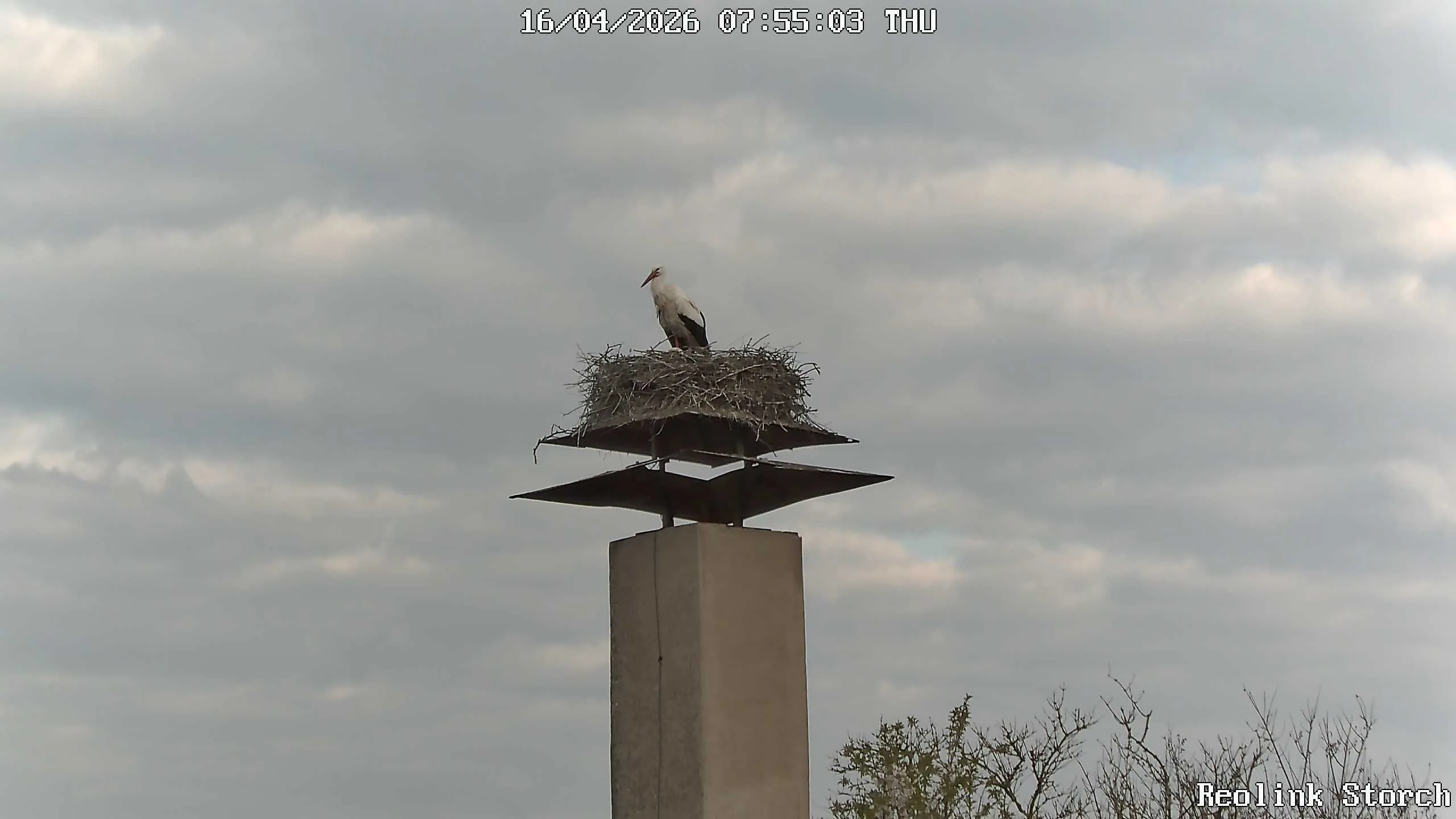 Storchencam Bild