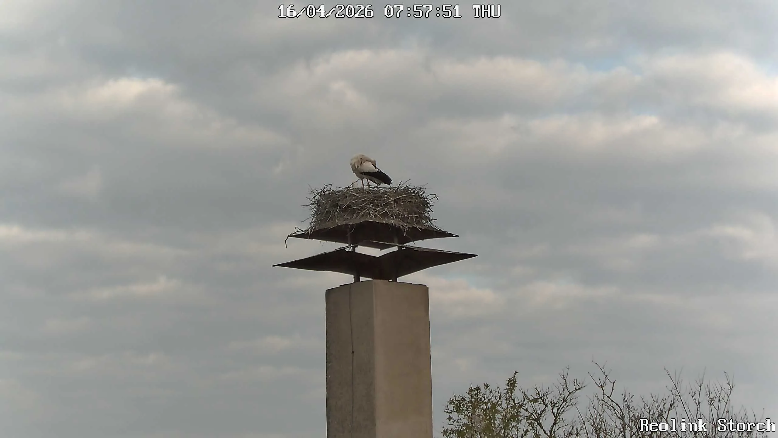 Storchencam Bild