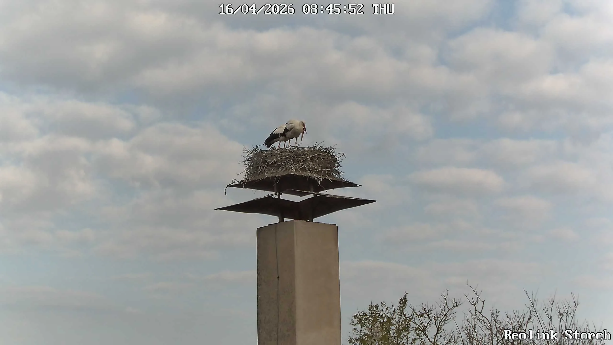 Storchencam Bild
