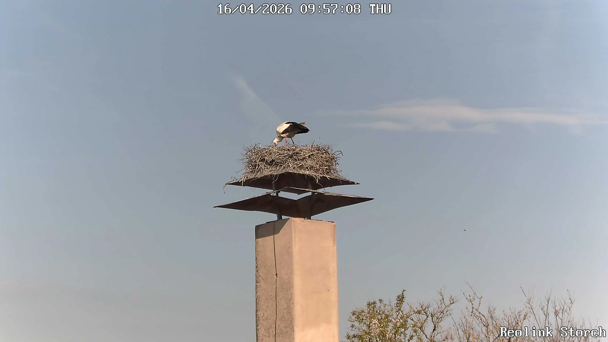 Storchencam Bild