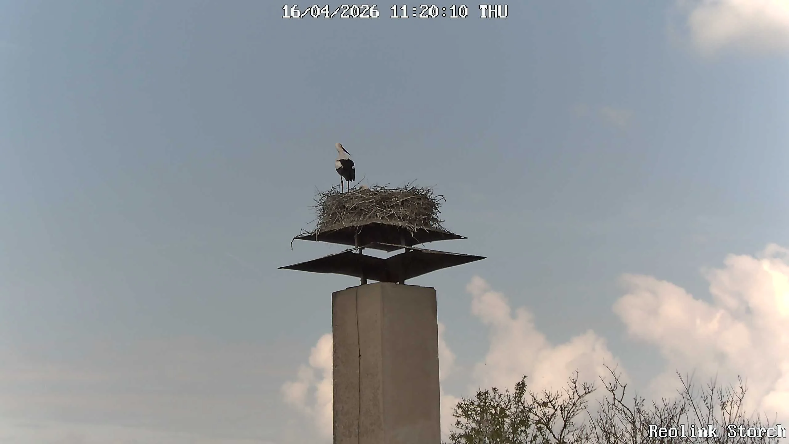 Storchencam Bild