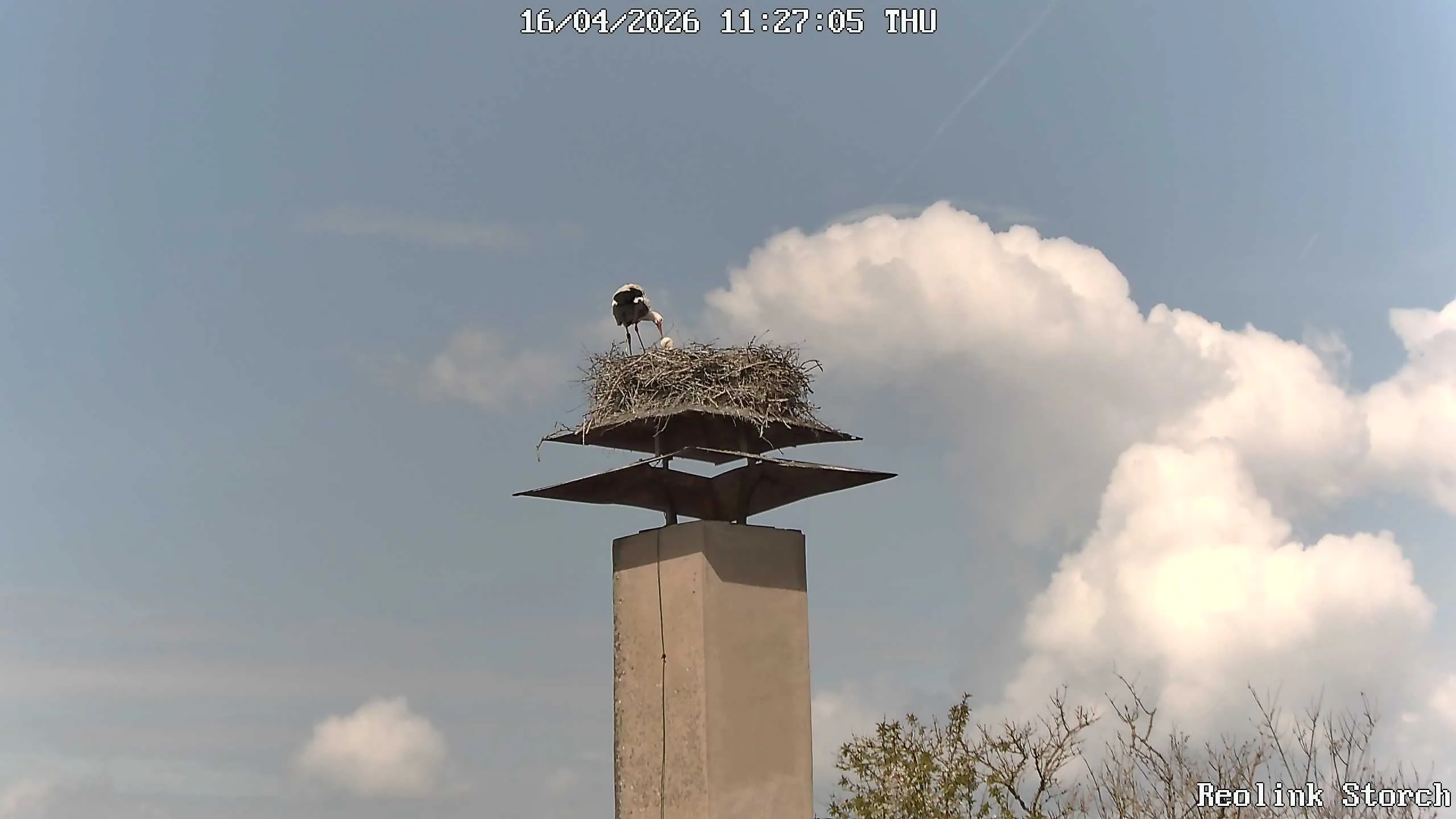 Storchencam Bild