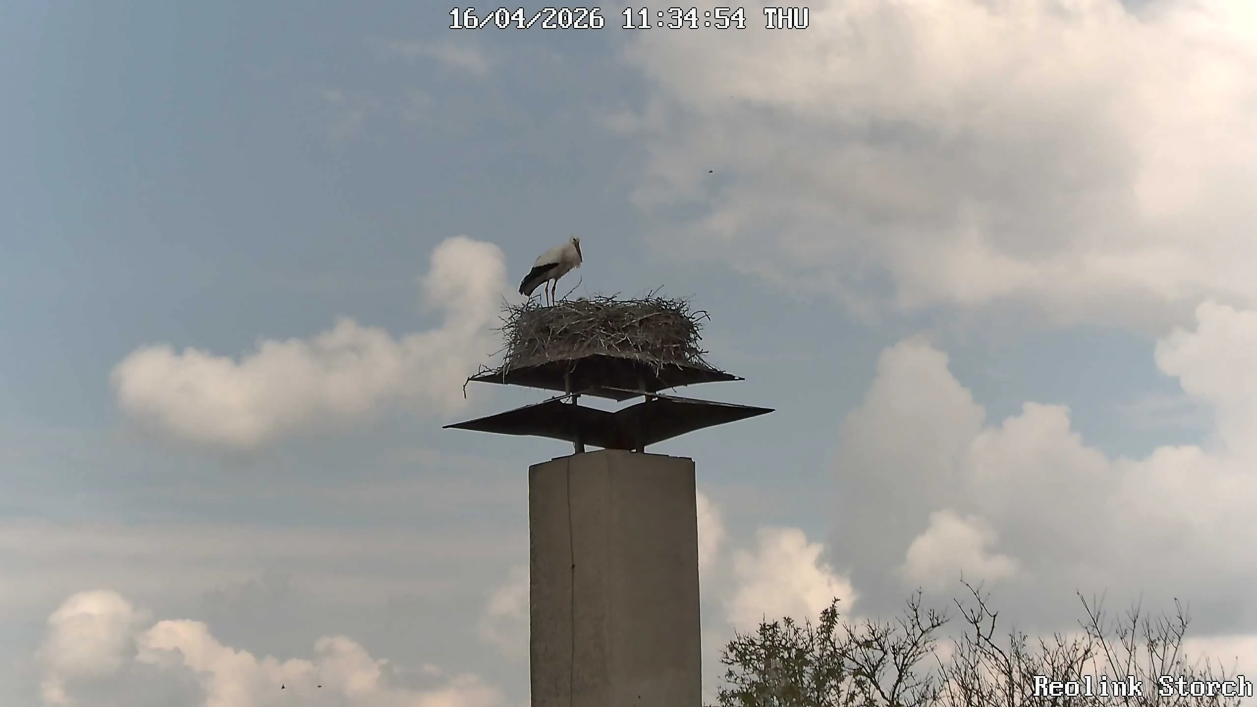 Storchencam Bild