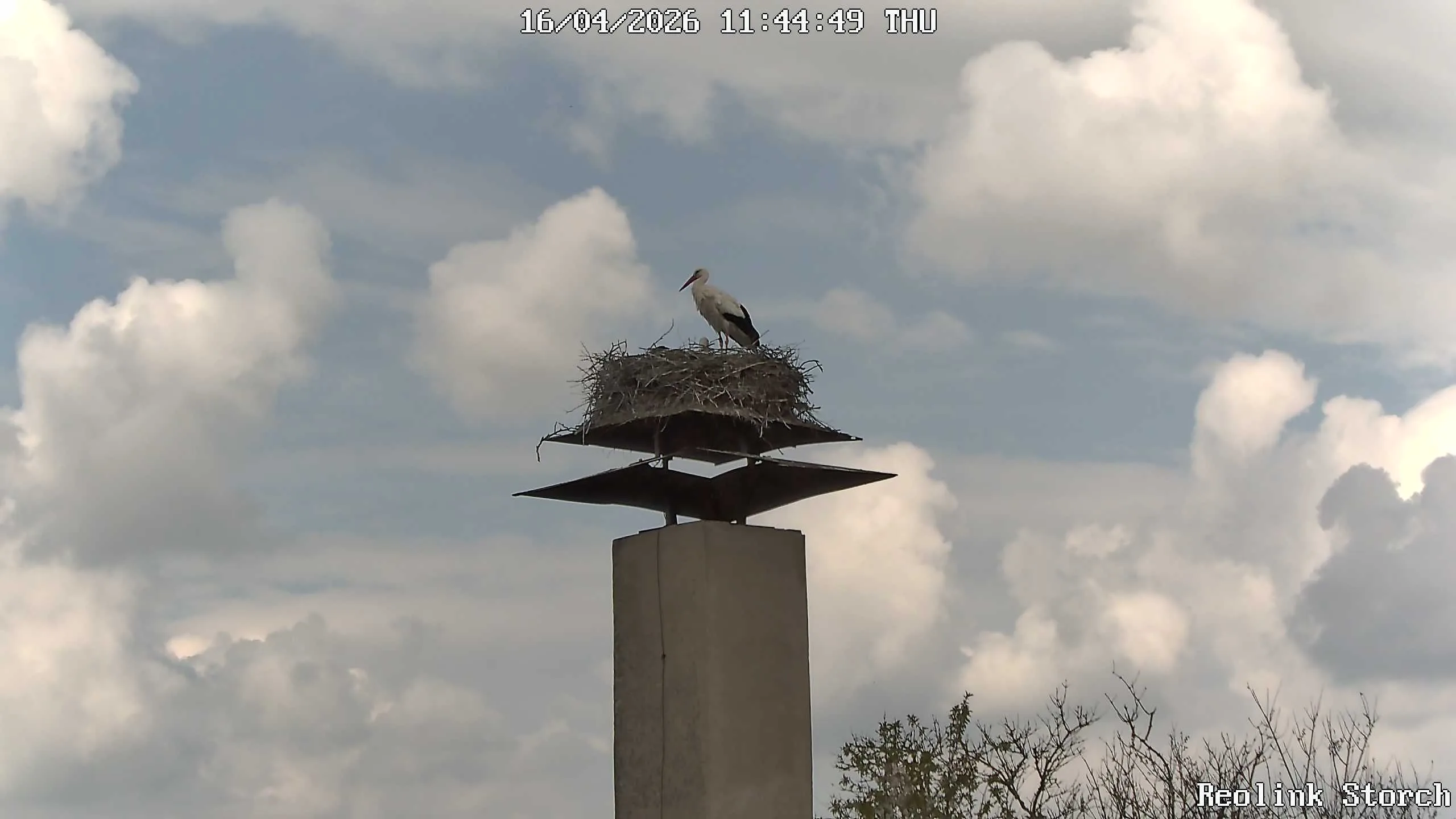 Storchencam Bild