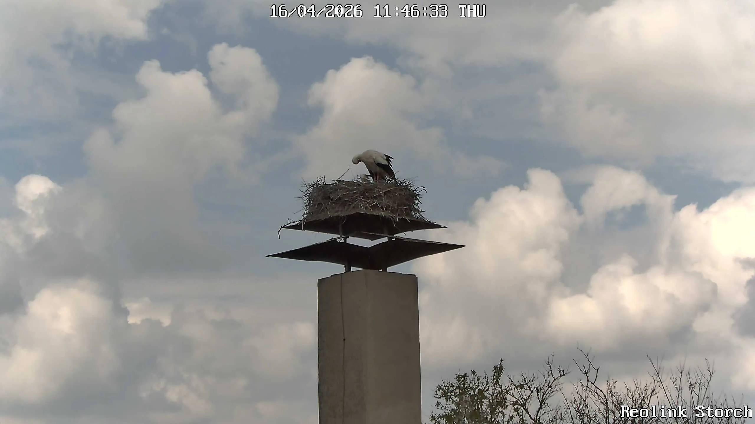 Storchencam Bild