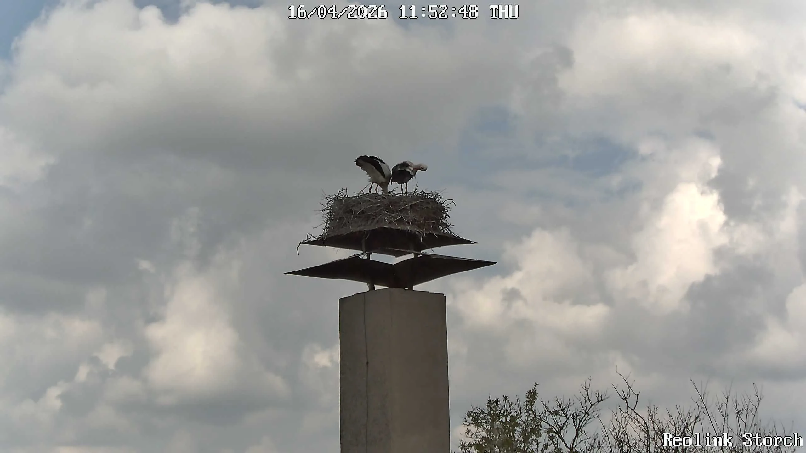 Storchencam Bild