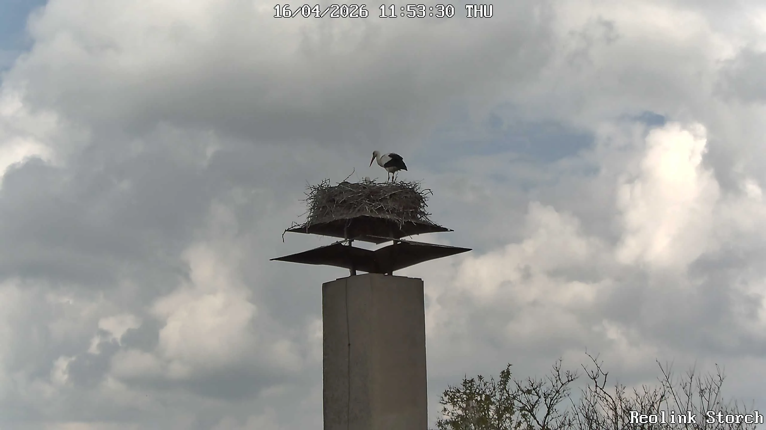 Storchencam Bild
