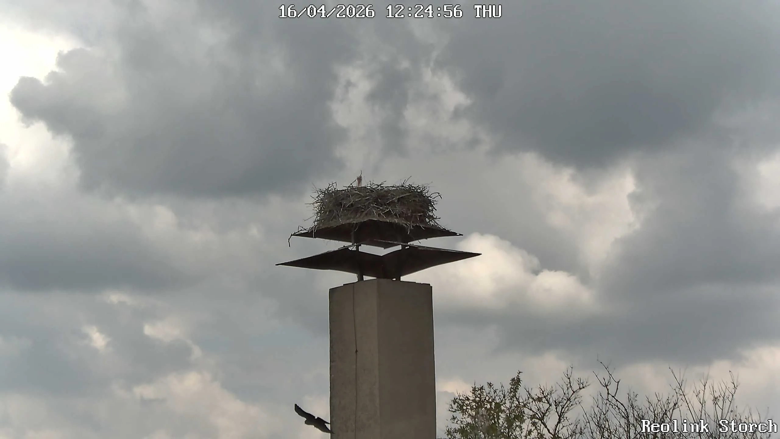 Storchencam Bild
