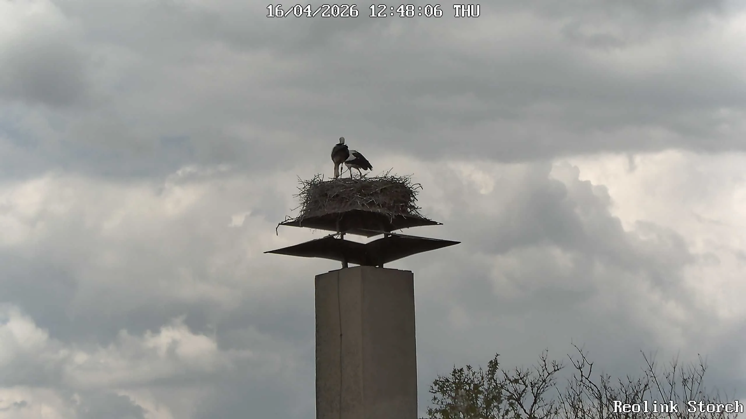 Storchencam Bild