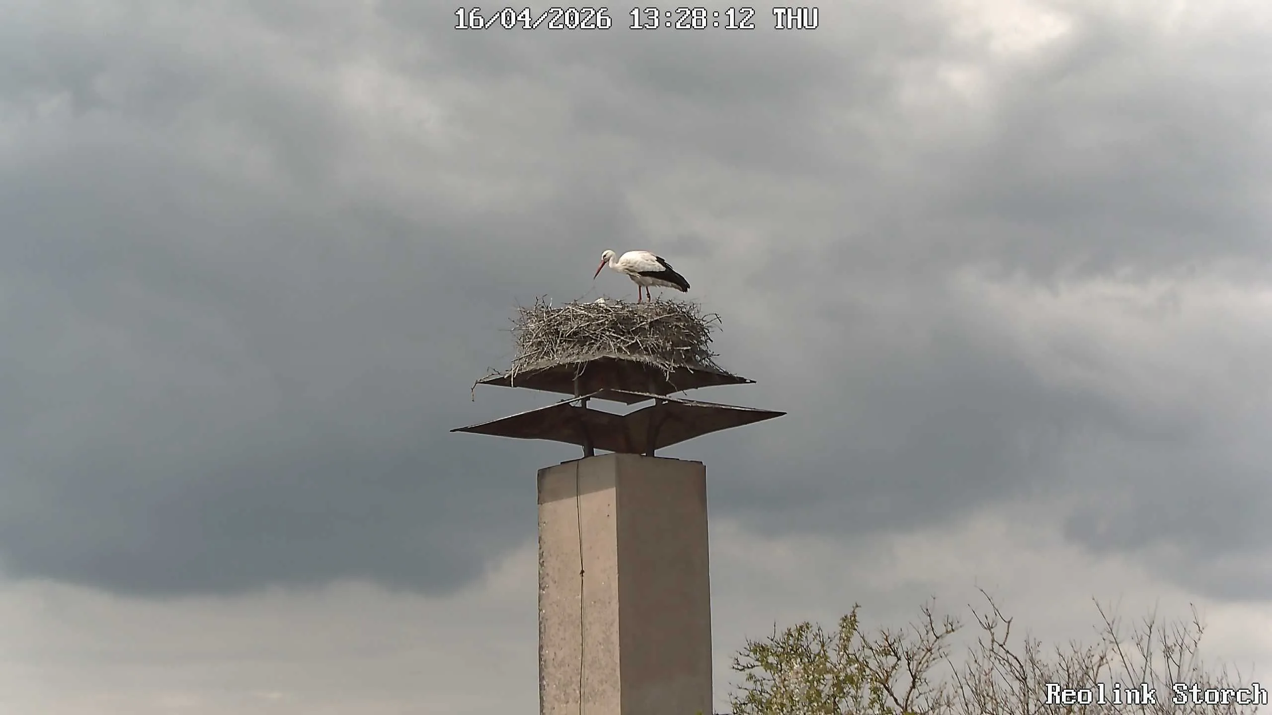 Storchencam Bild