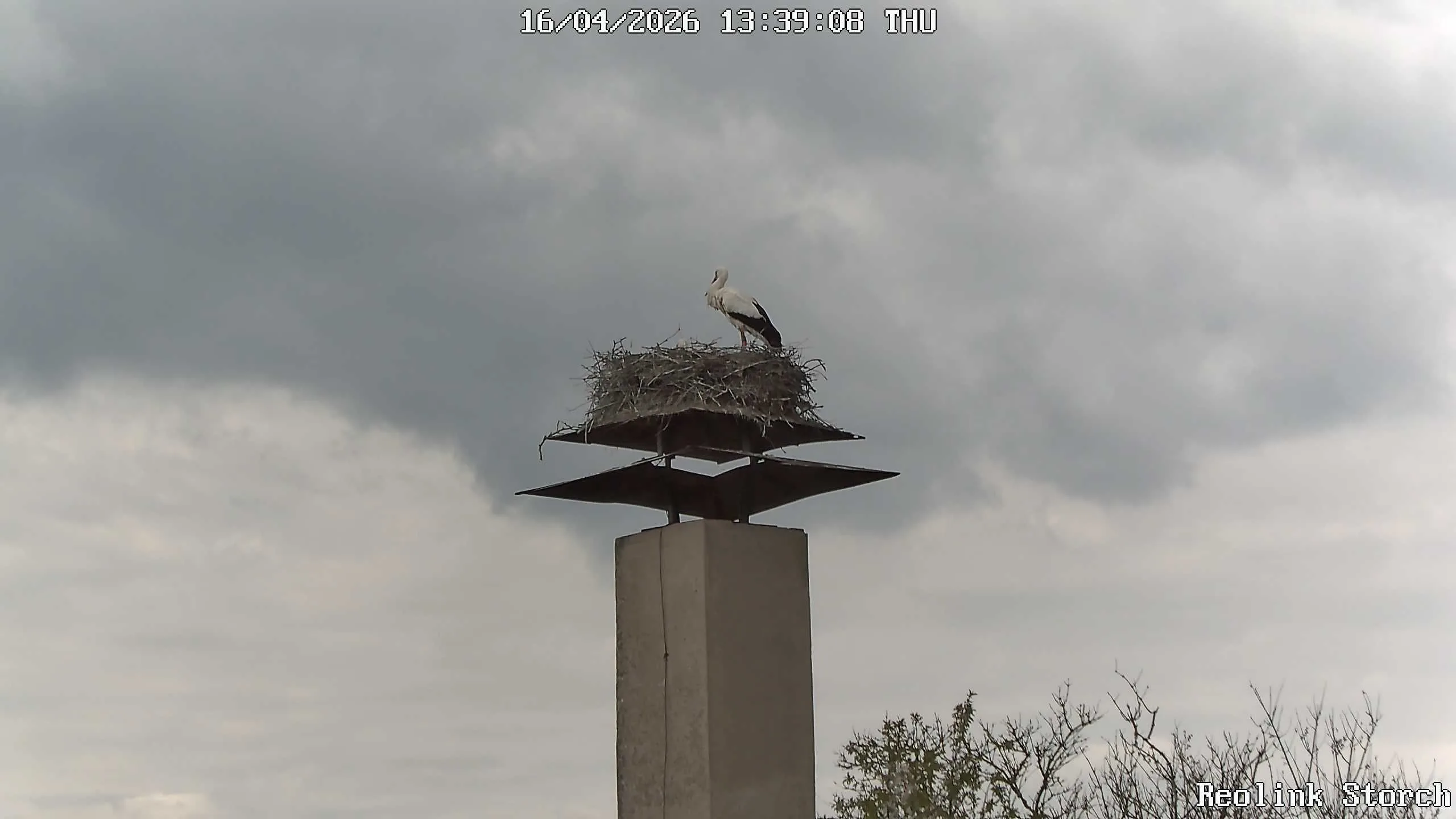 Storchencam Bild