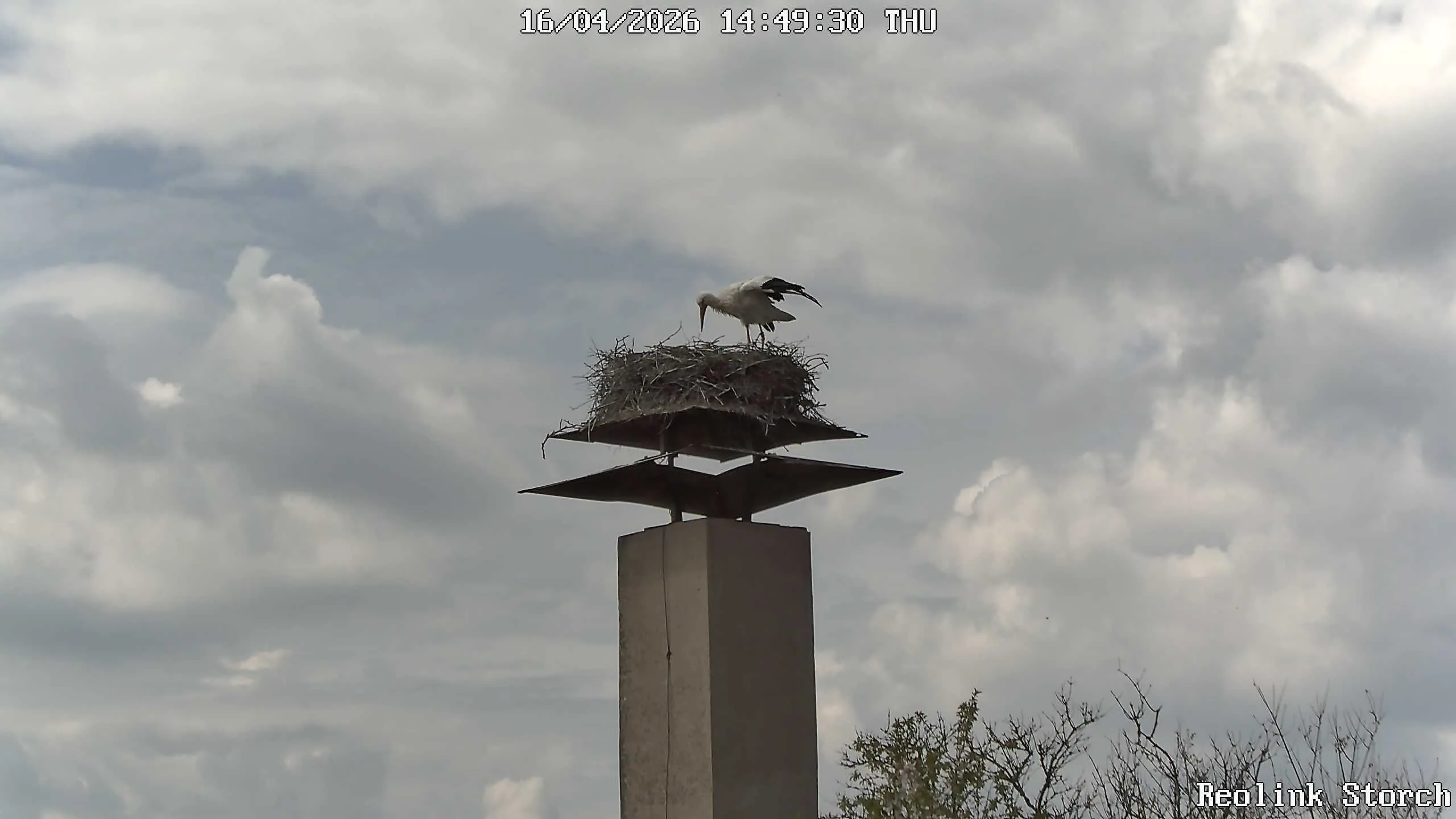 Storchencam Bild