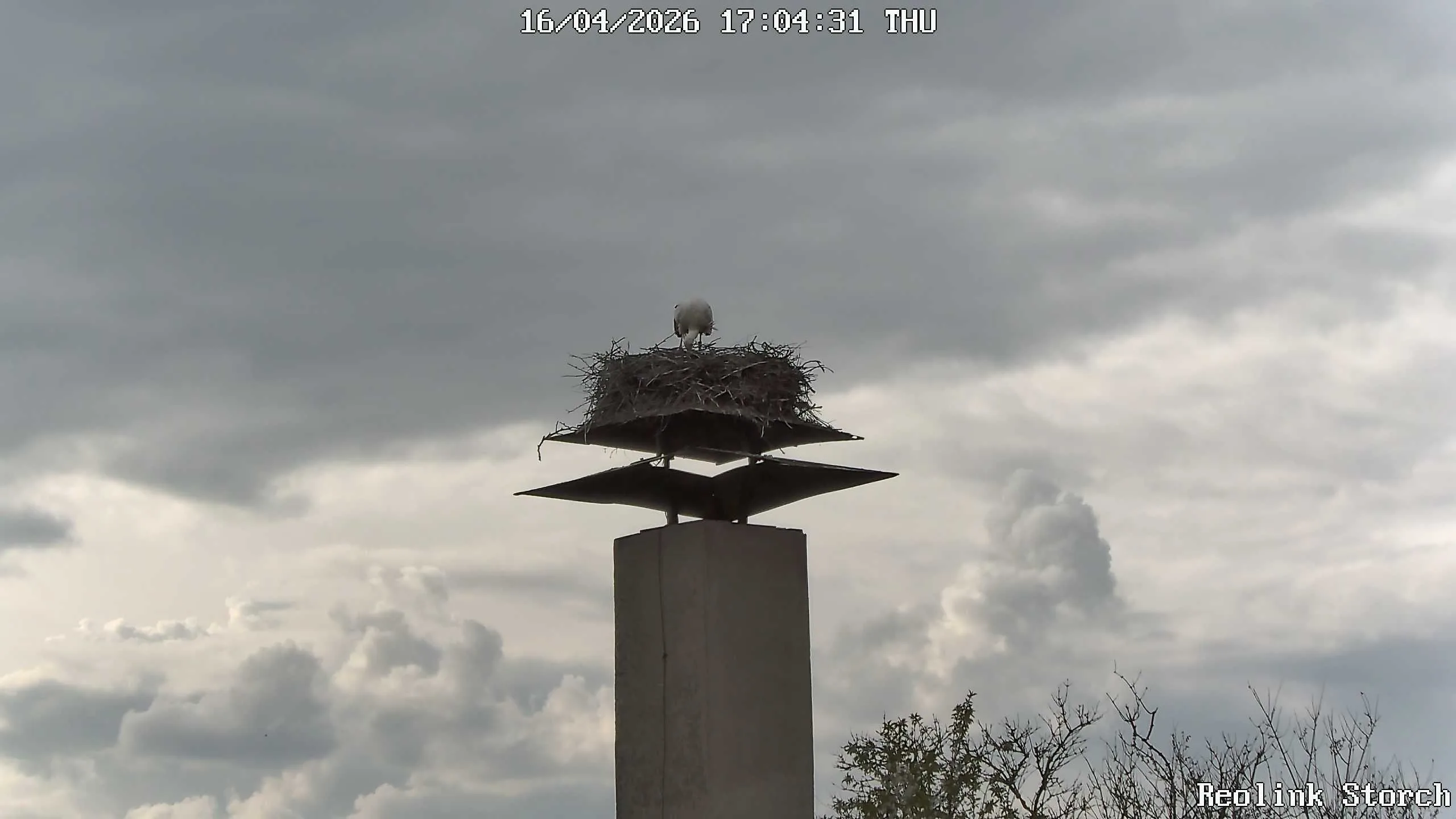 Storchencam Bild