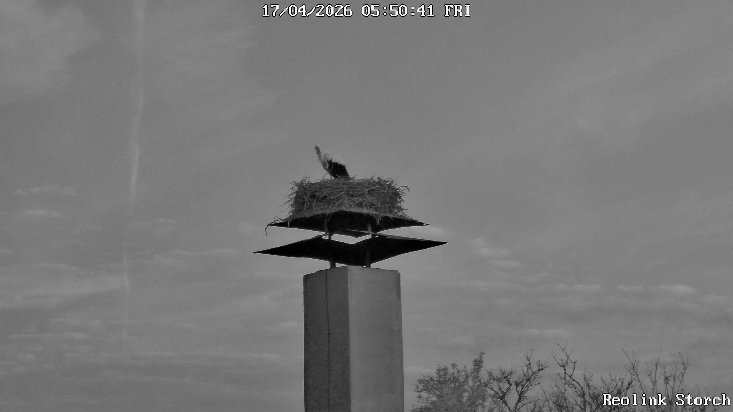 Storchencam Bild