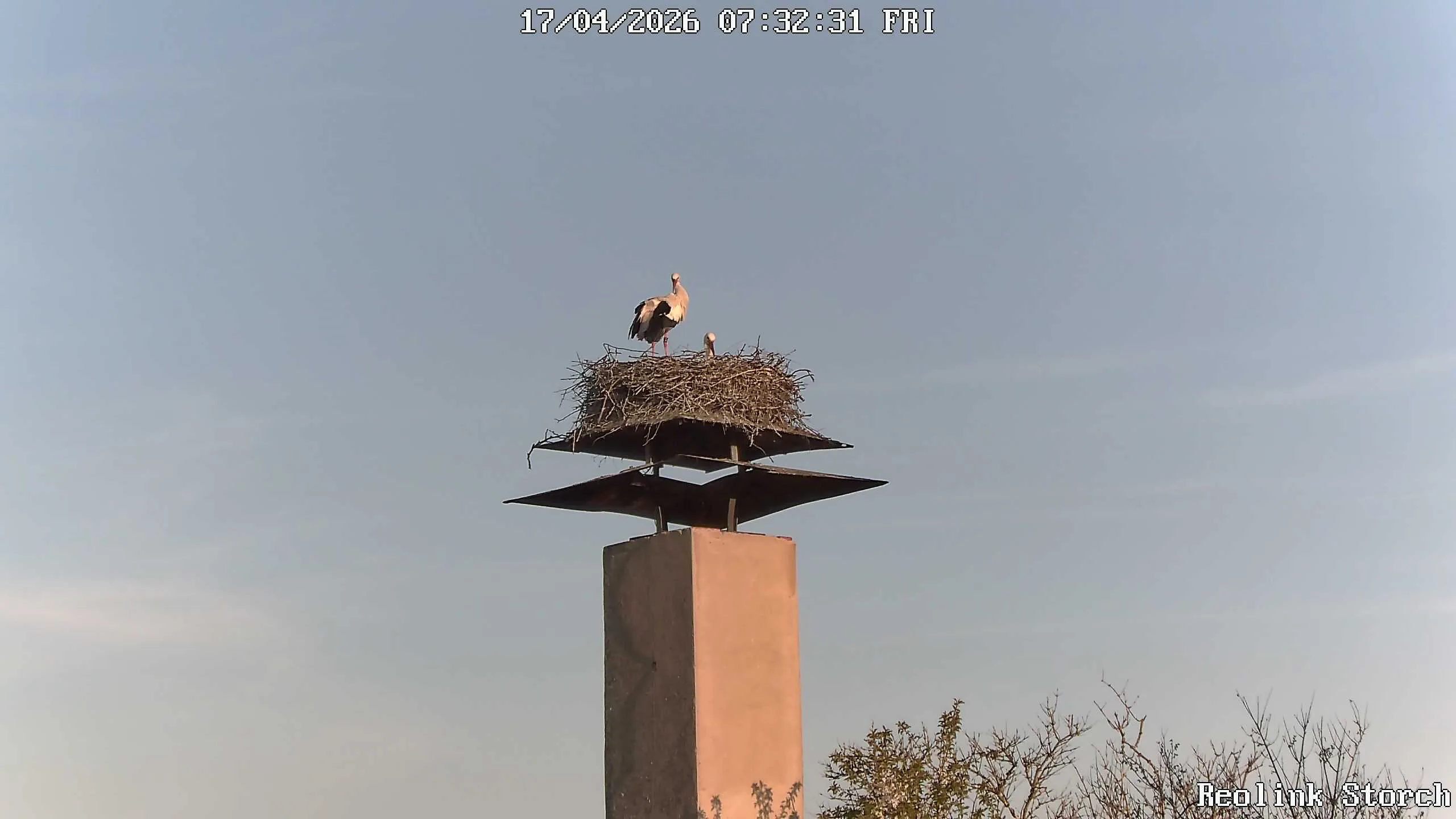 Storchencam Bild