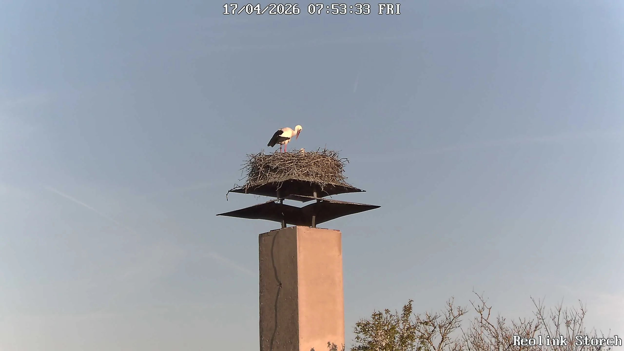 Storchencam Bild