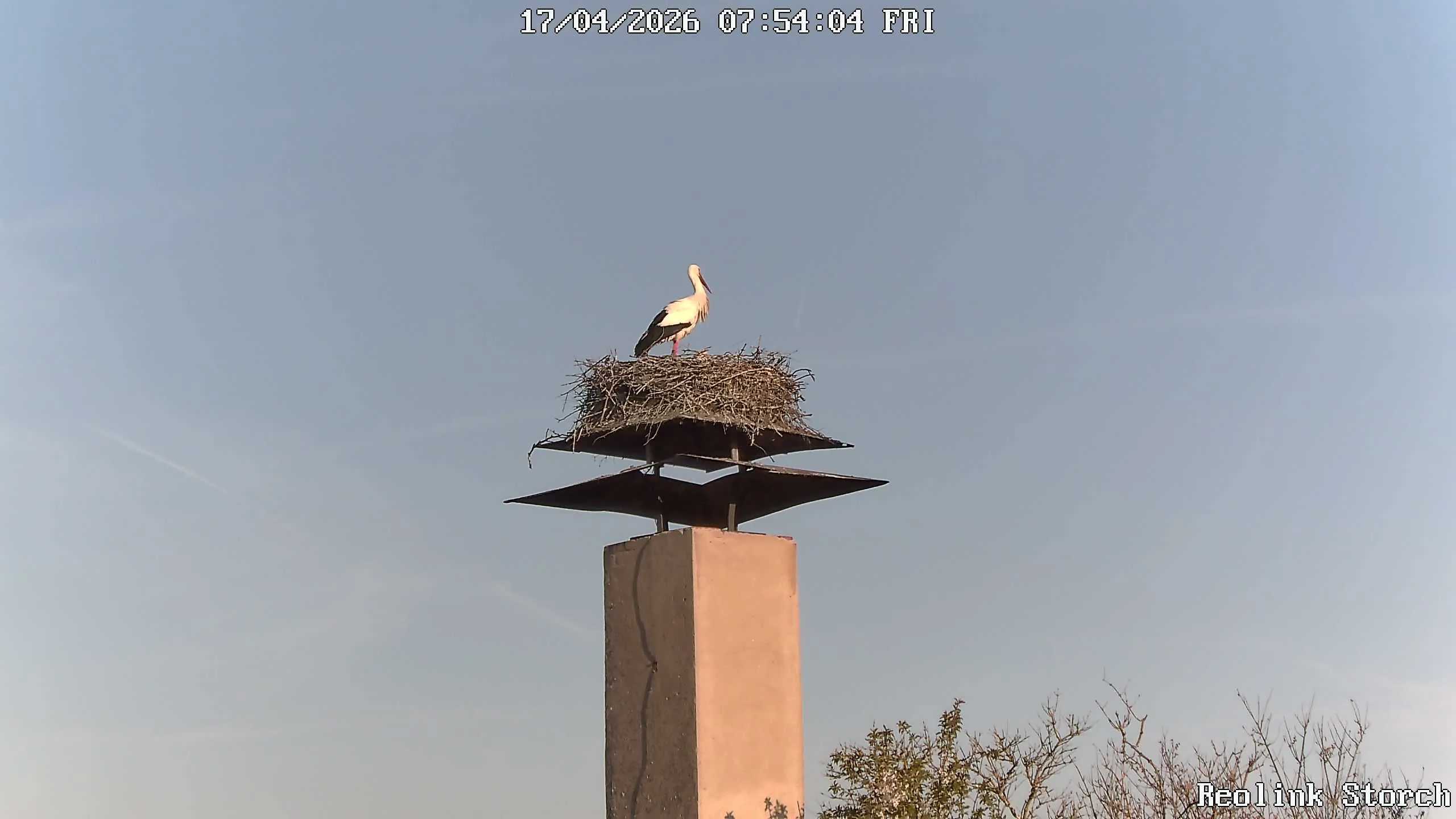 Storchencam Bild