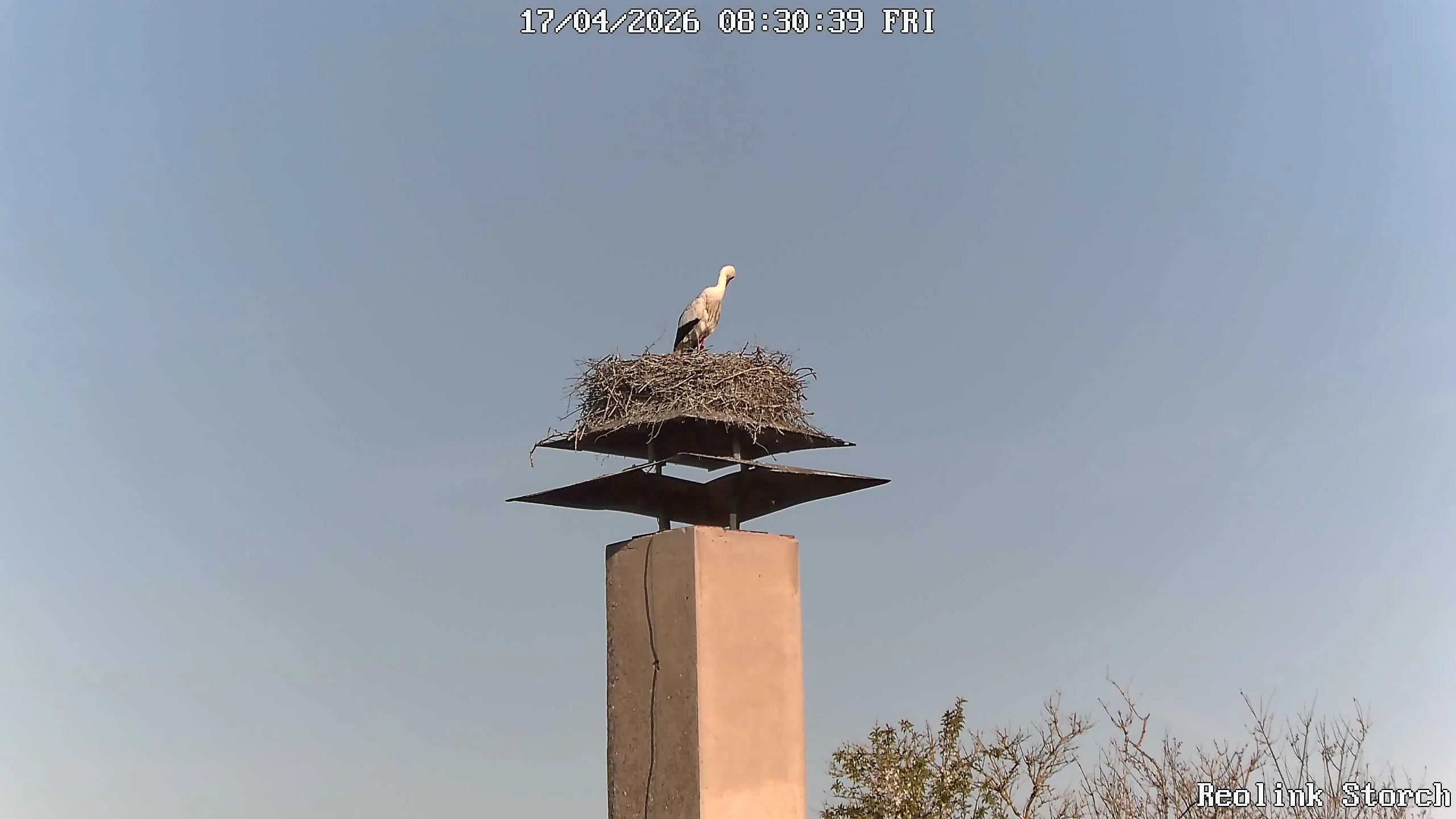 Storchencam Bild