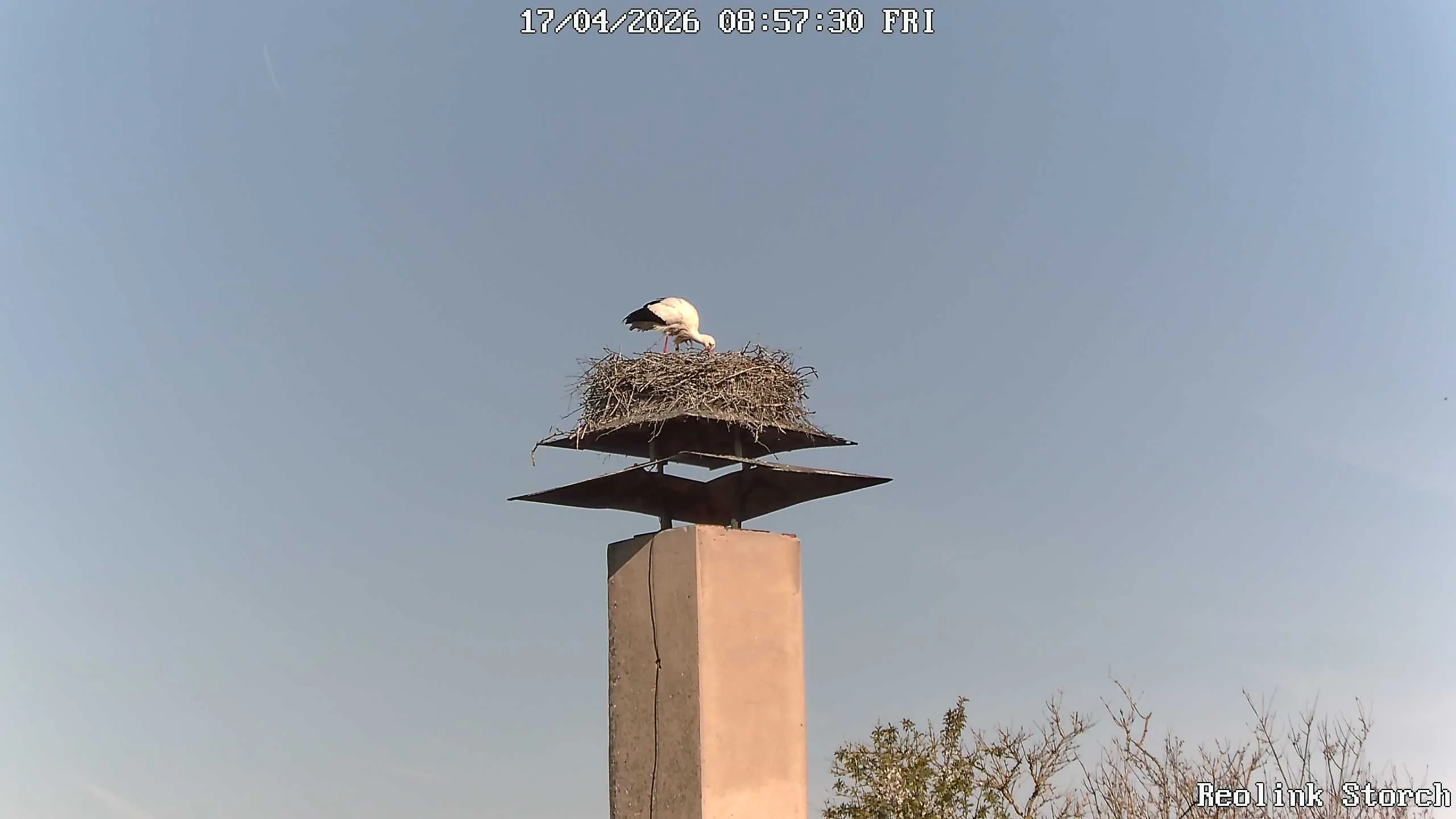 Storchencam Bild