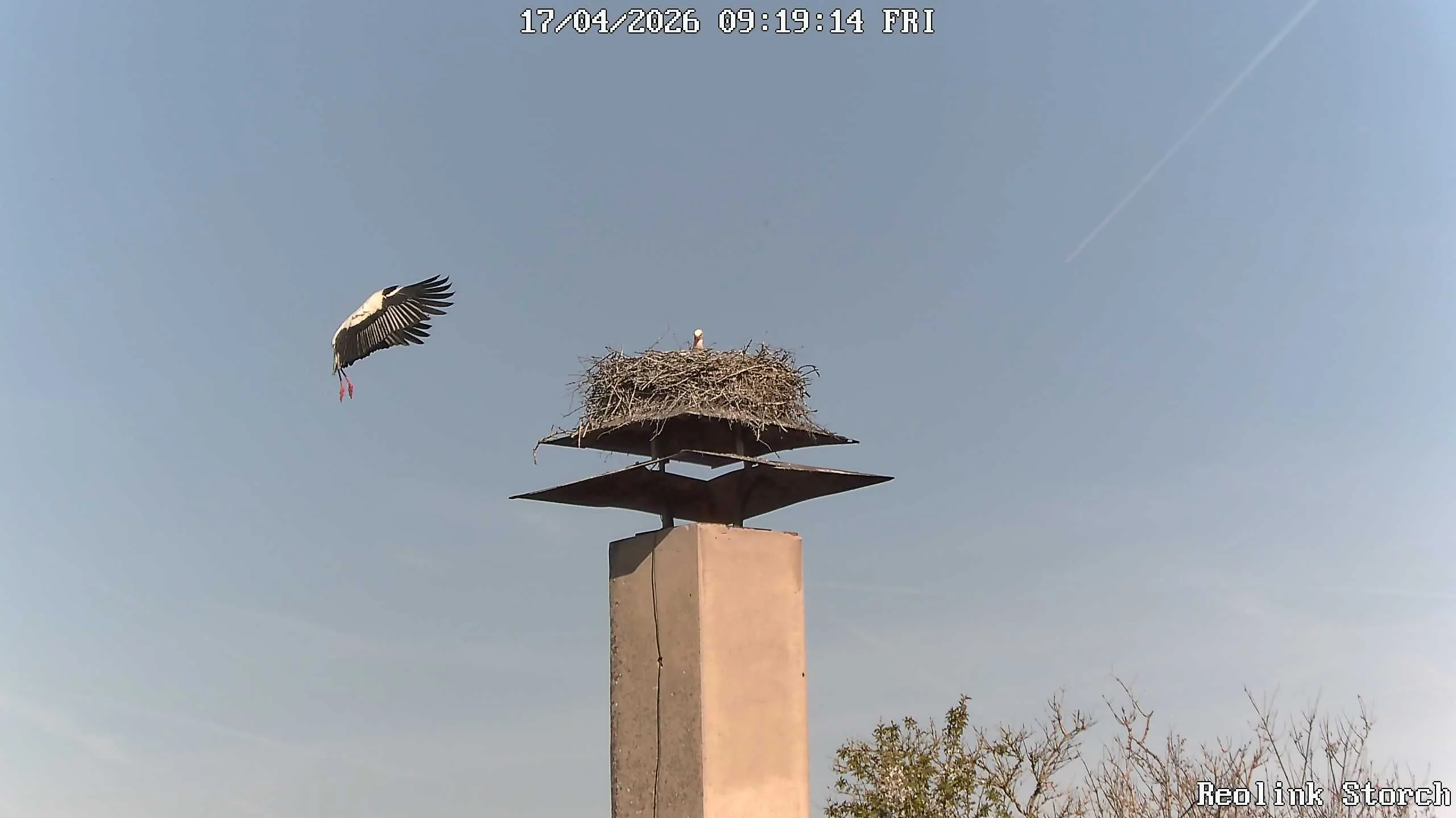 Storchencam Bild
