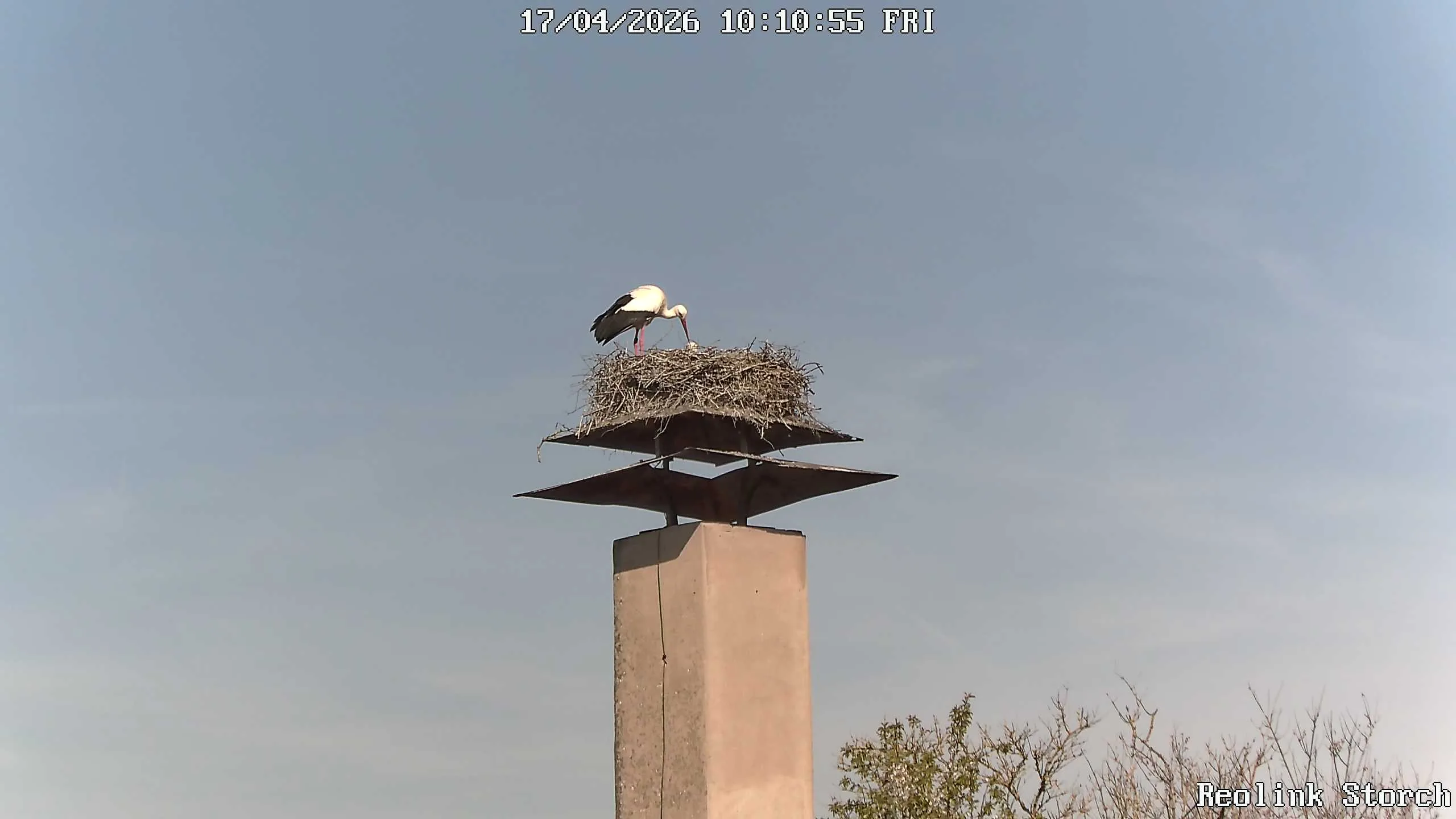 Storchencam Bild