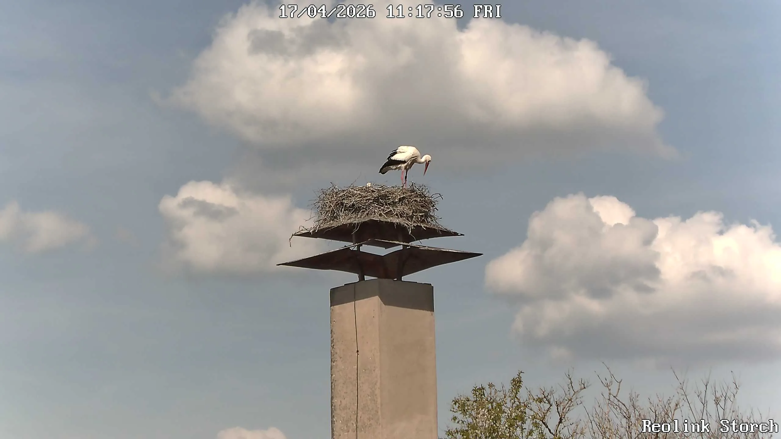 Storchencam Bild
