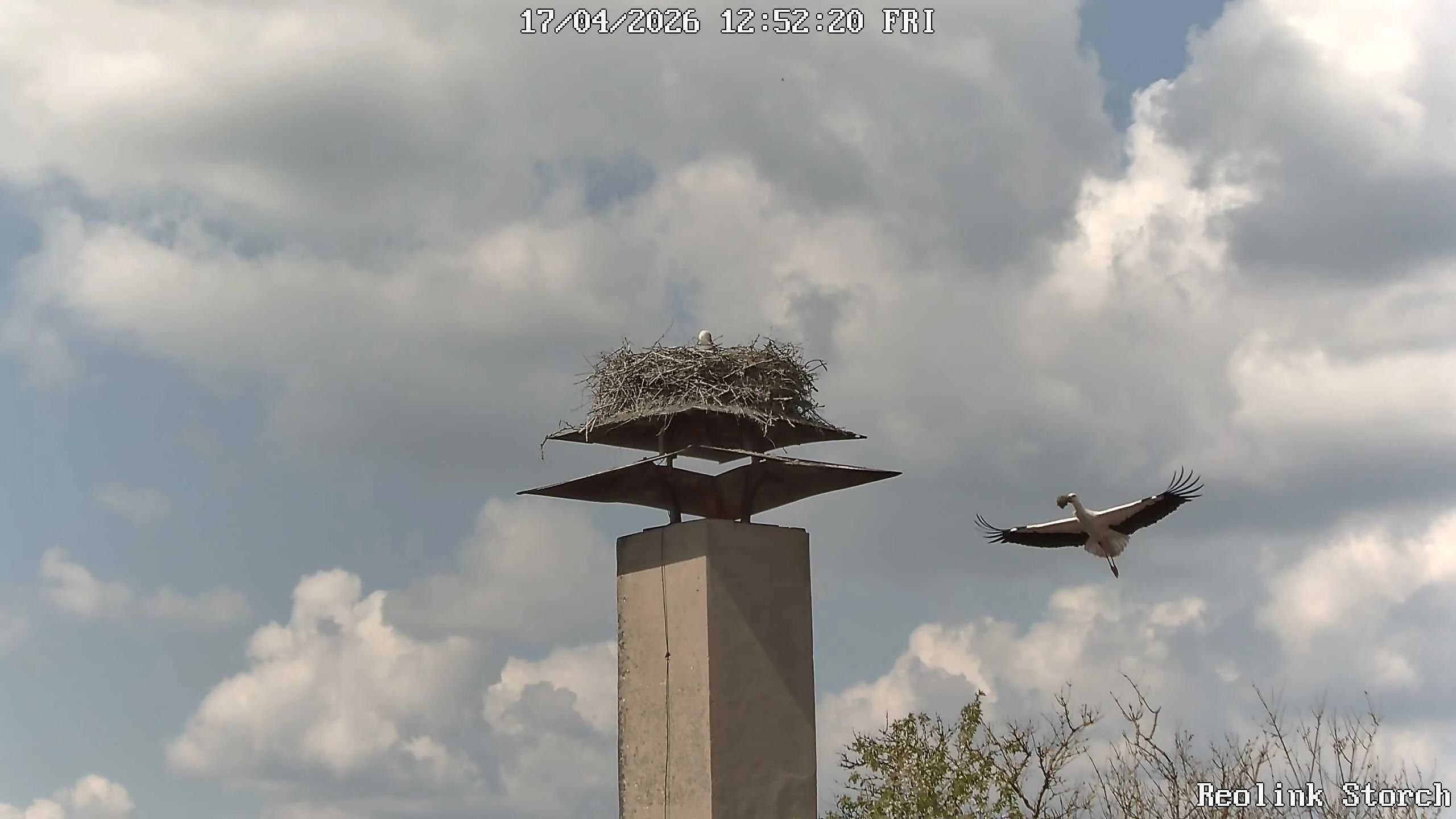 Storchencam Bild