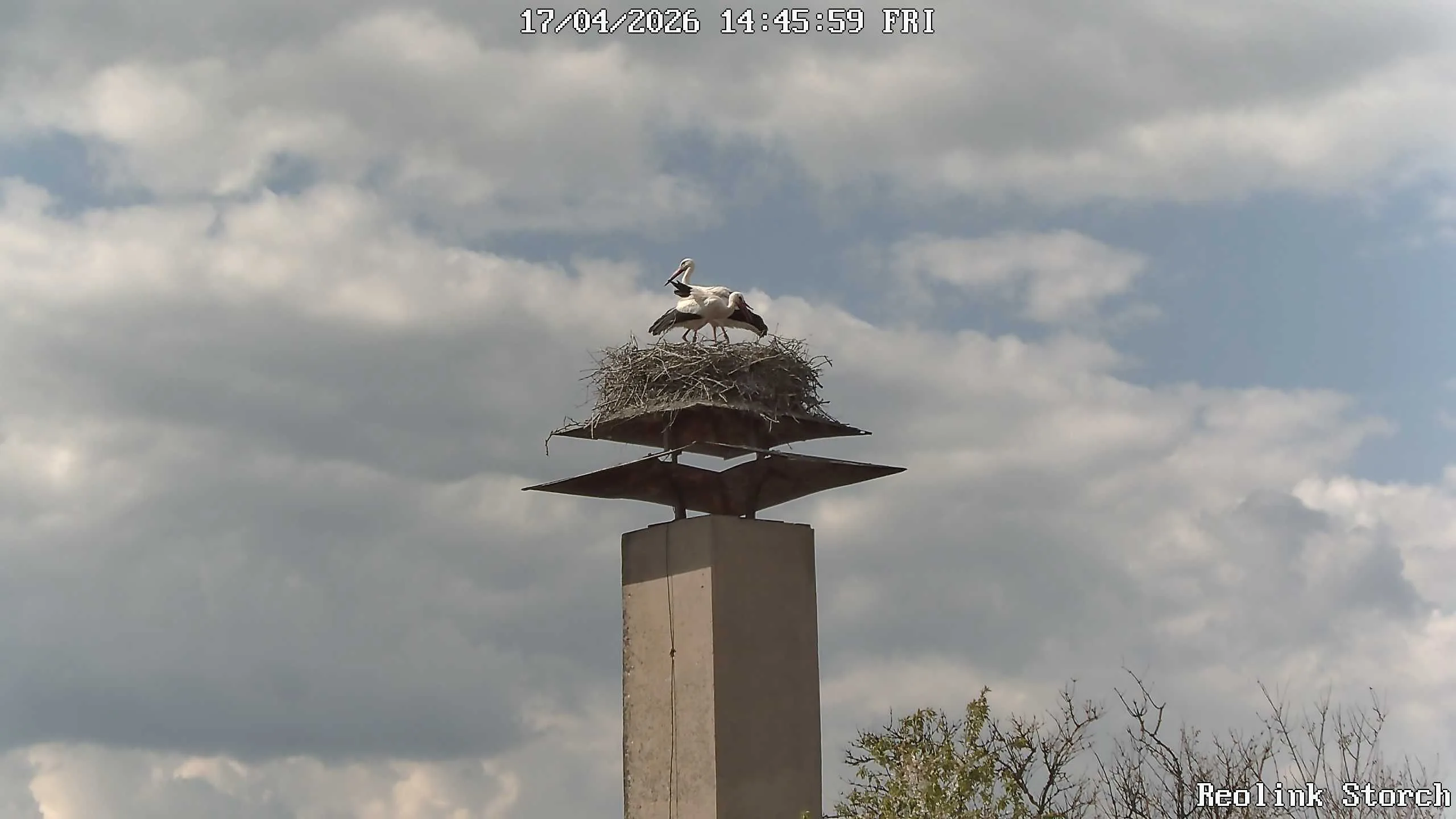 Storchencam Bild