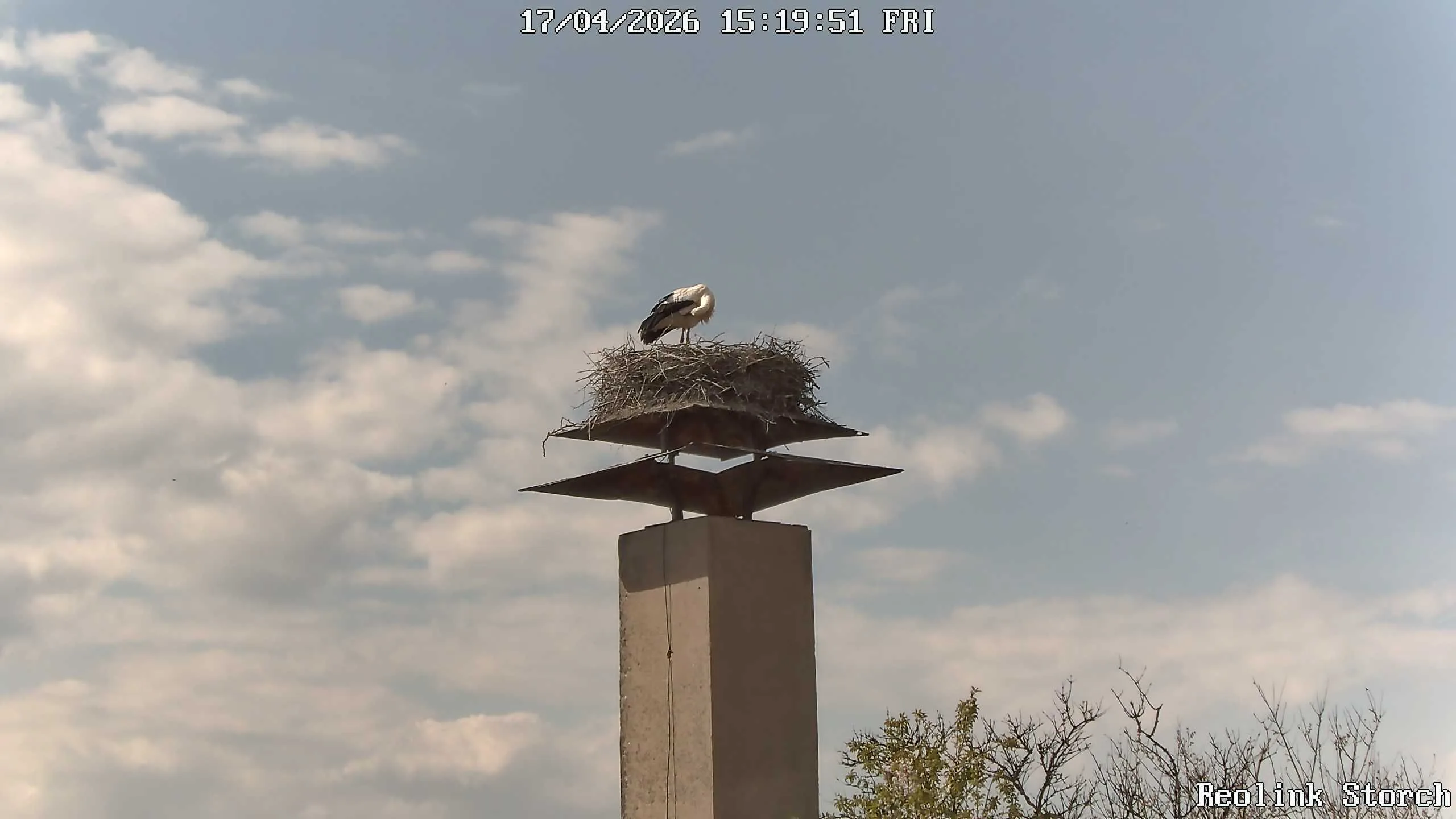 Storchencam Bild