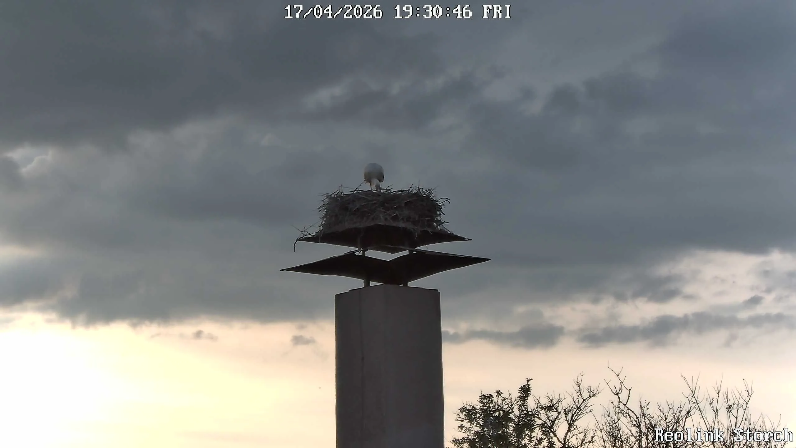 Storchencam Bild