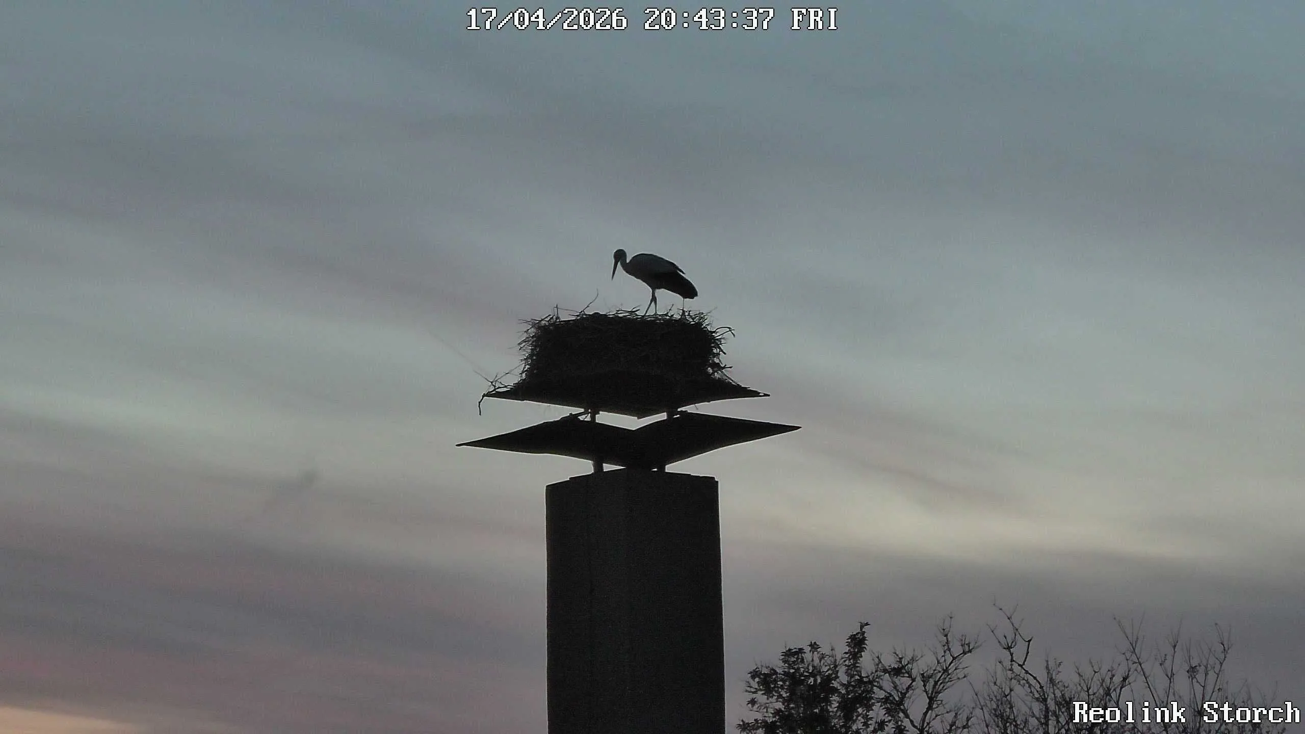 Storchencam Bild